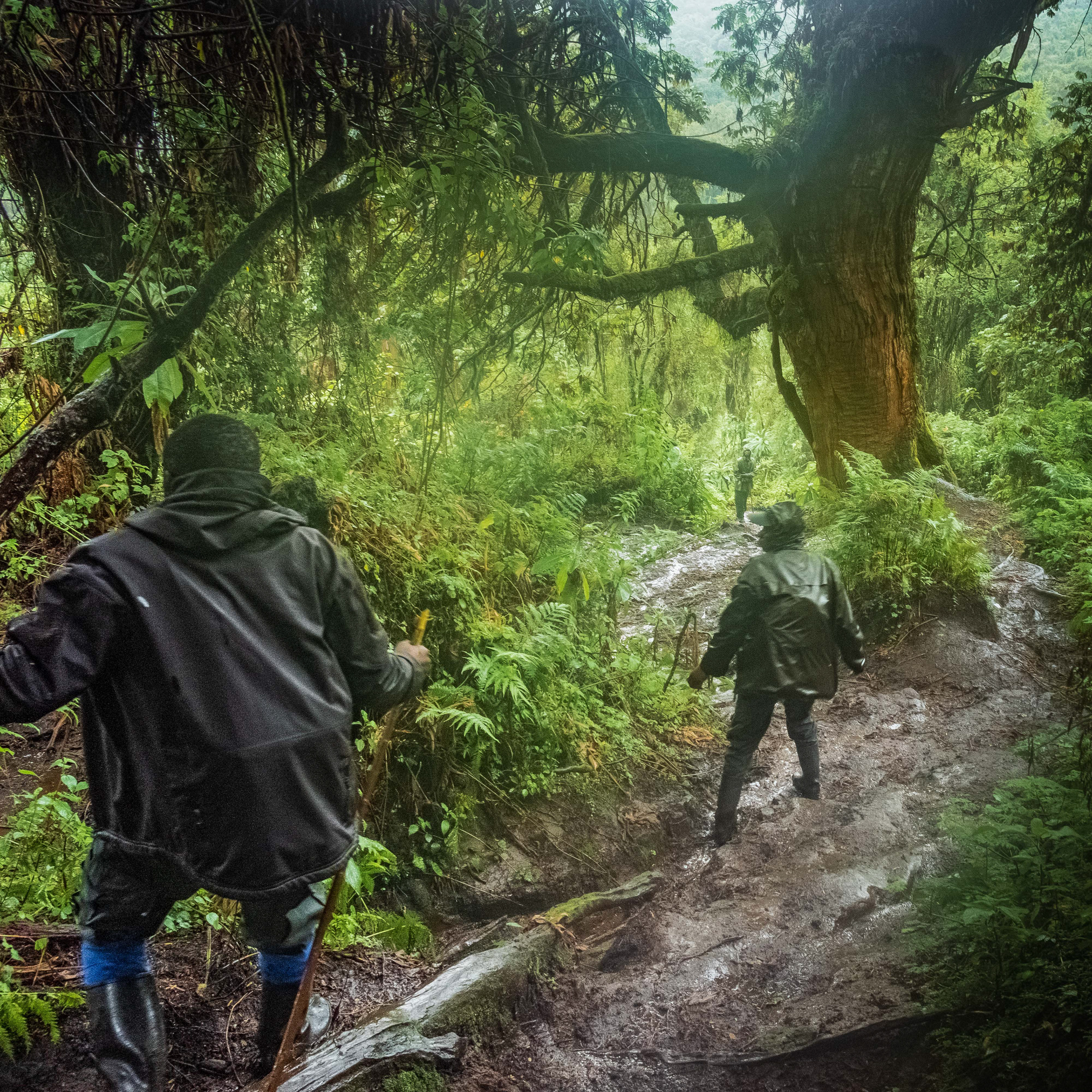 Rangers trek on Mount Bisoke