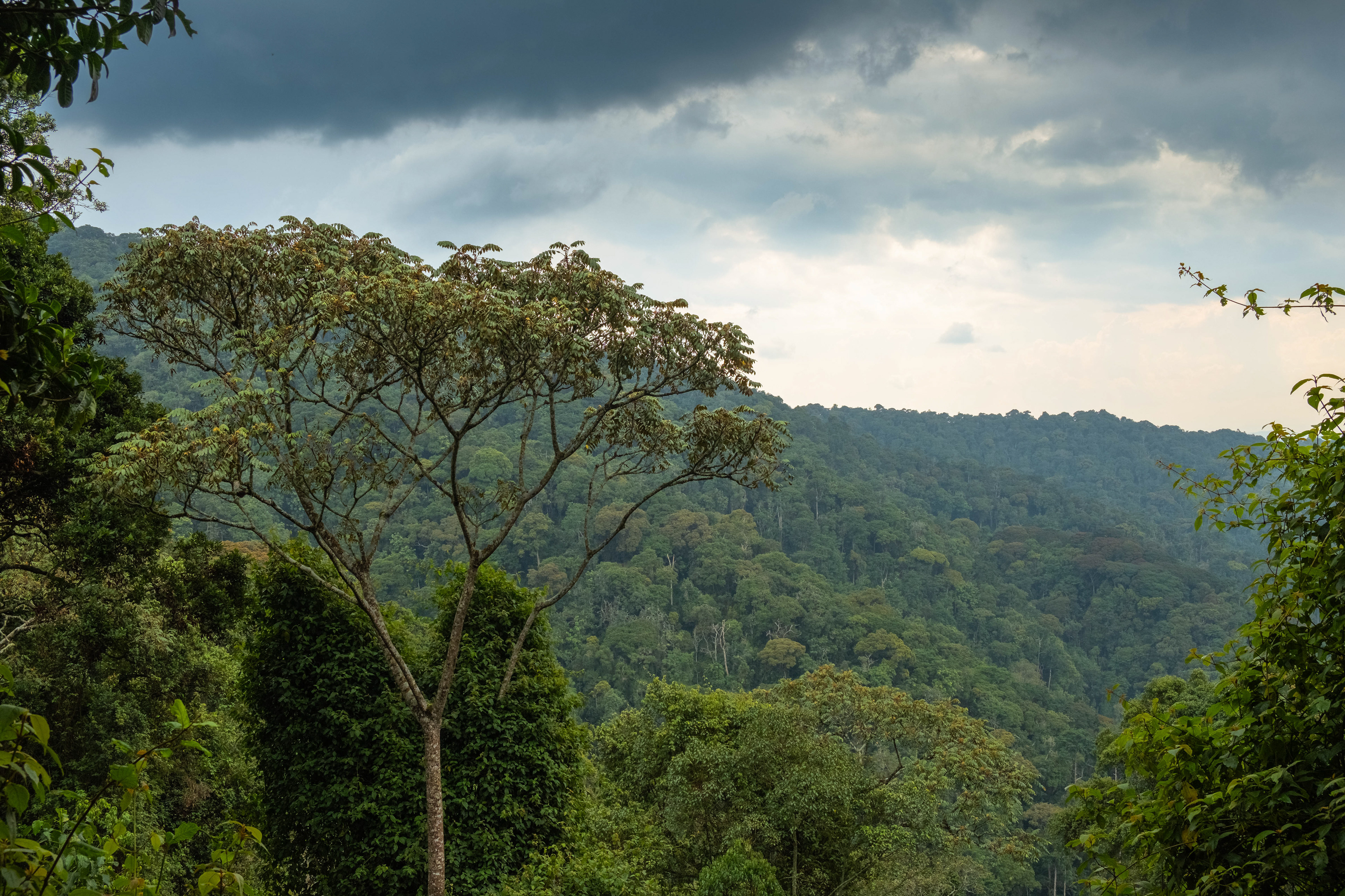 Large tree and rainforest view