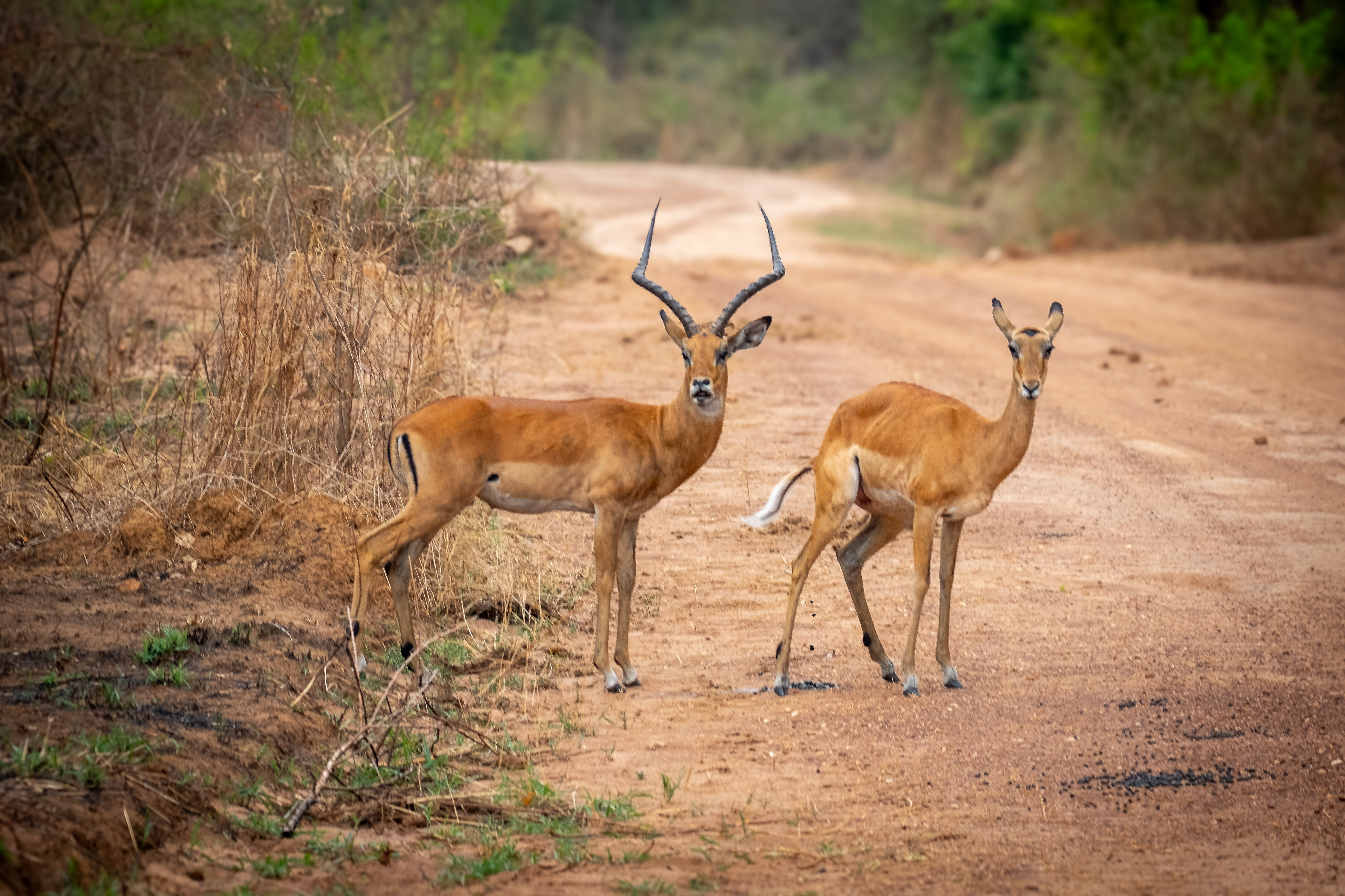 Male and Female Impala