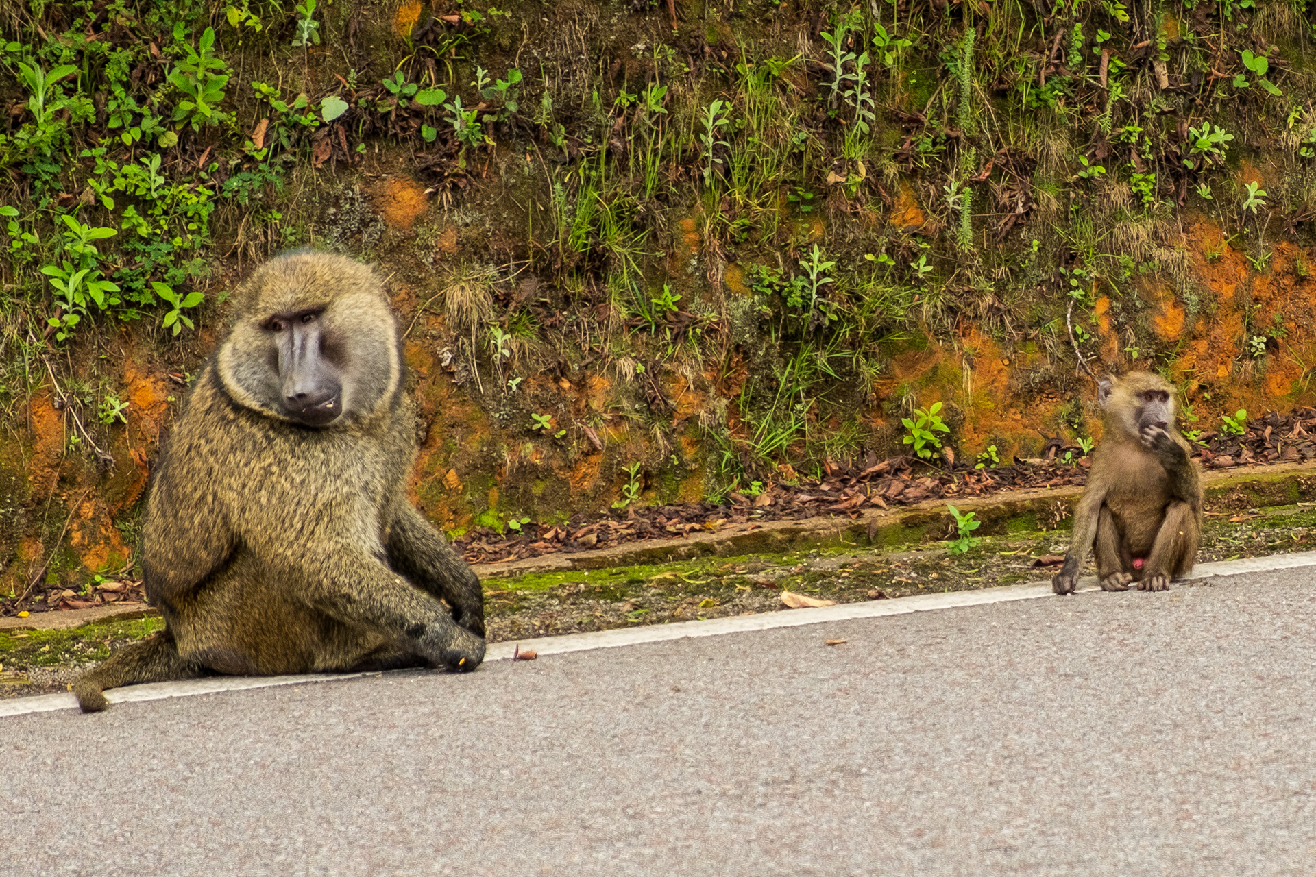 Mother Baboon and Baby Baboon