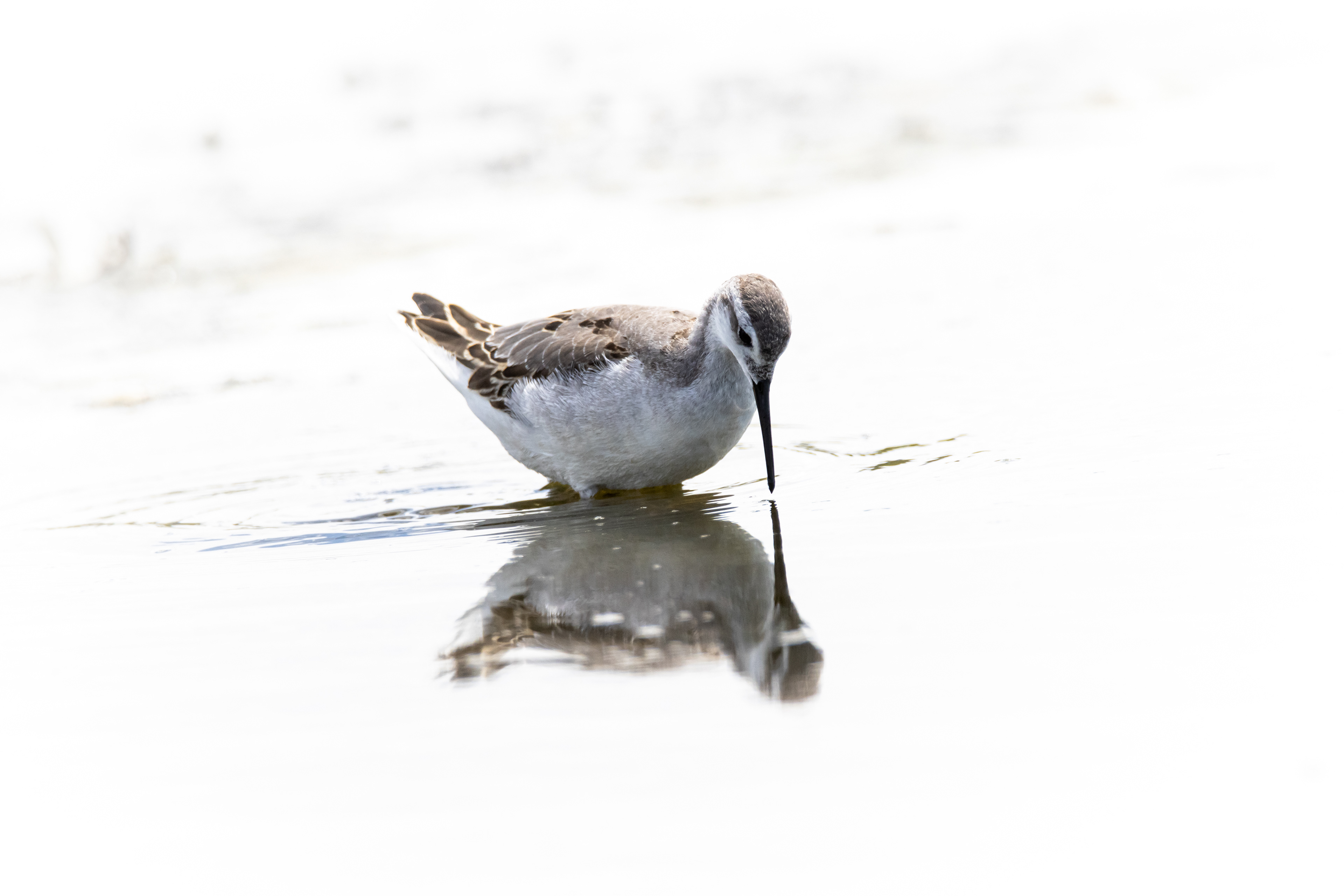 Wilson's Snipe, LA, CA