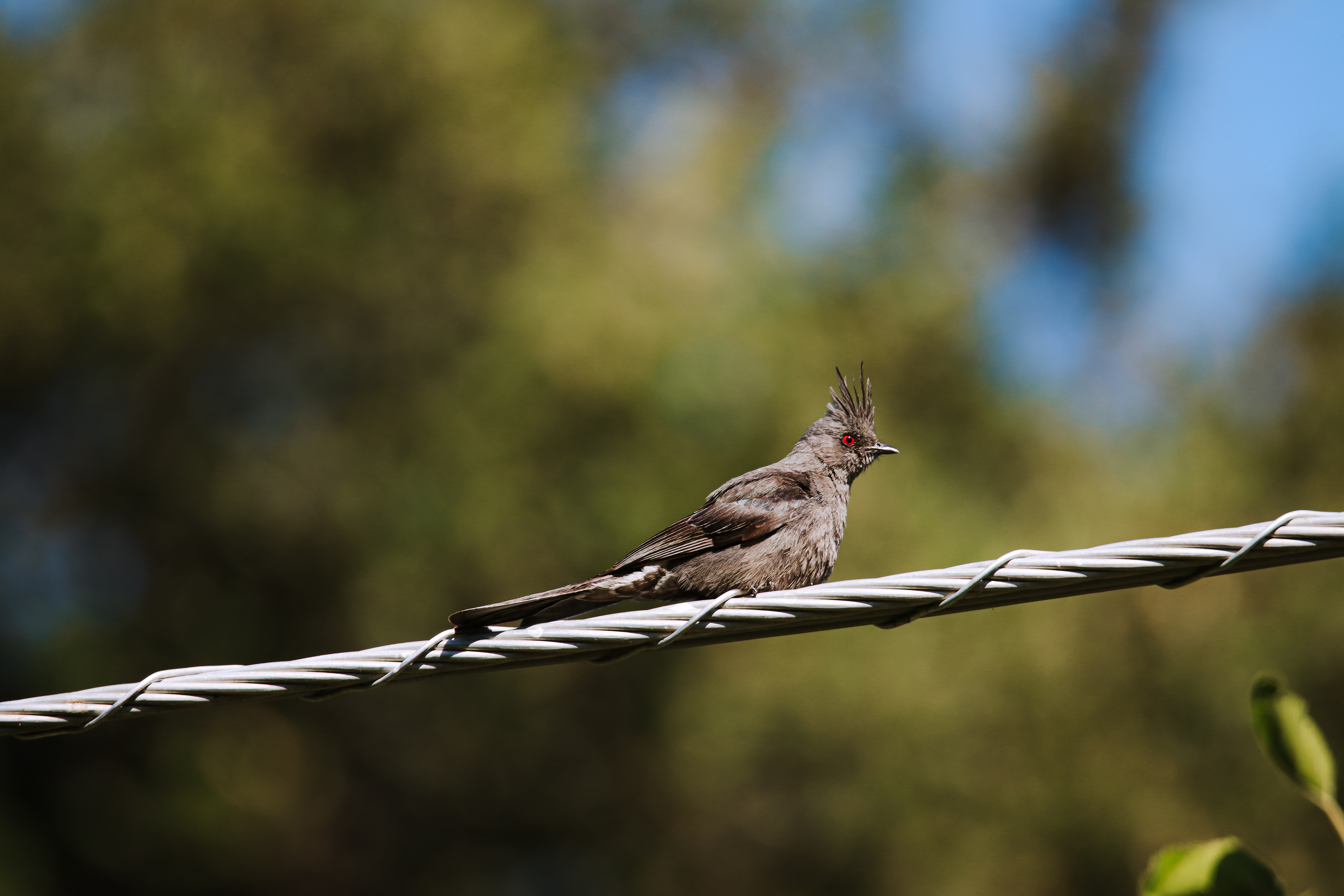 Phainopepla, Templeton, CA