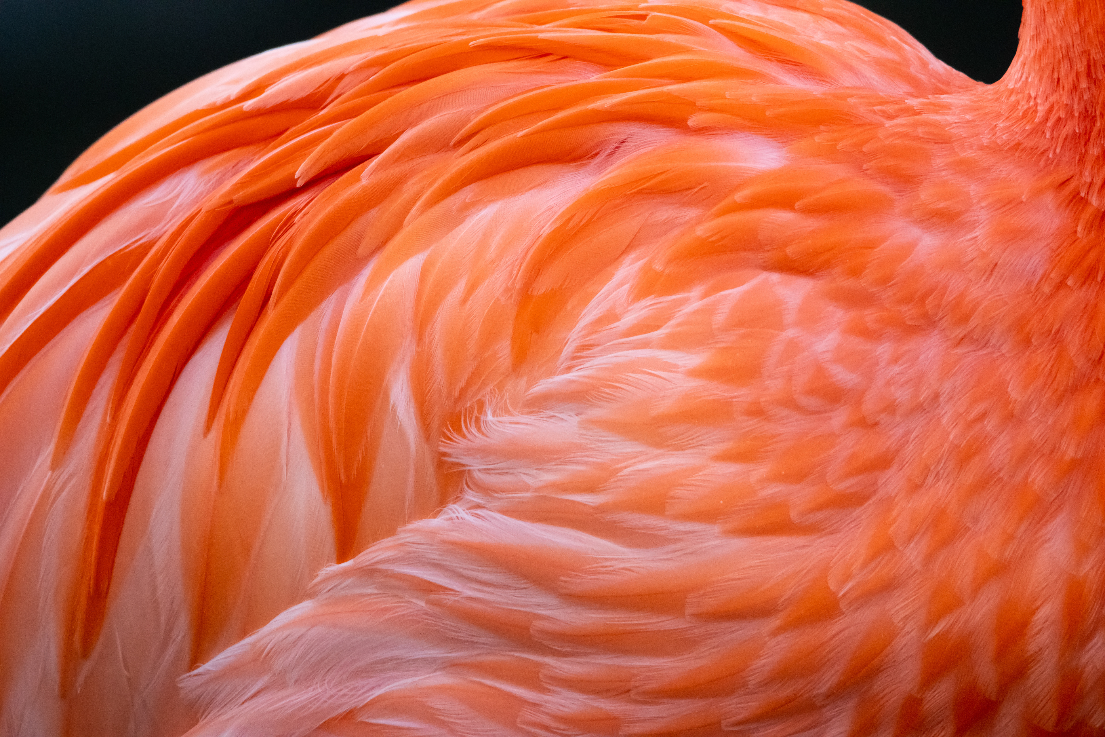 Flamingo, San Diego Zoo