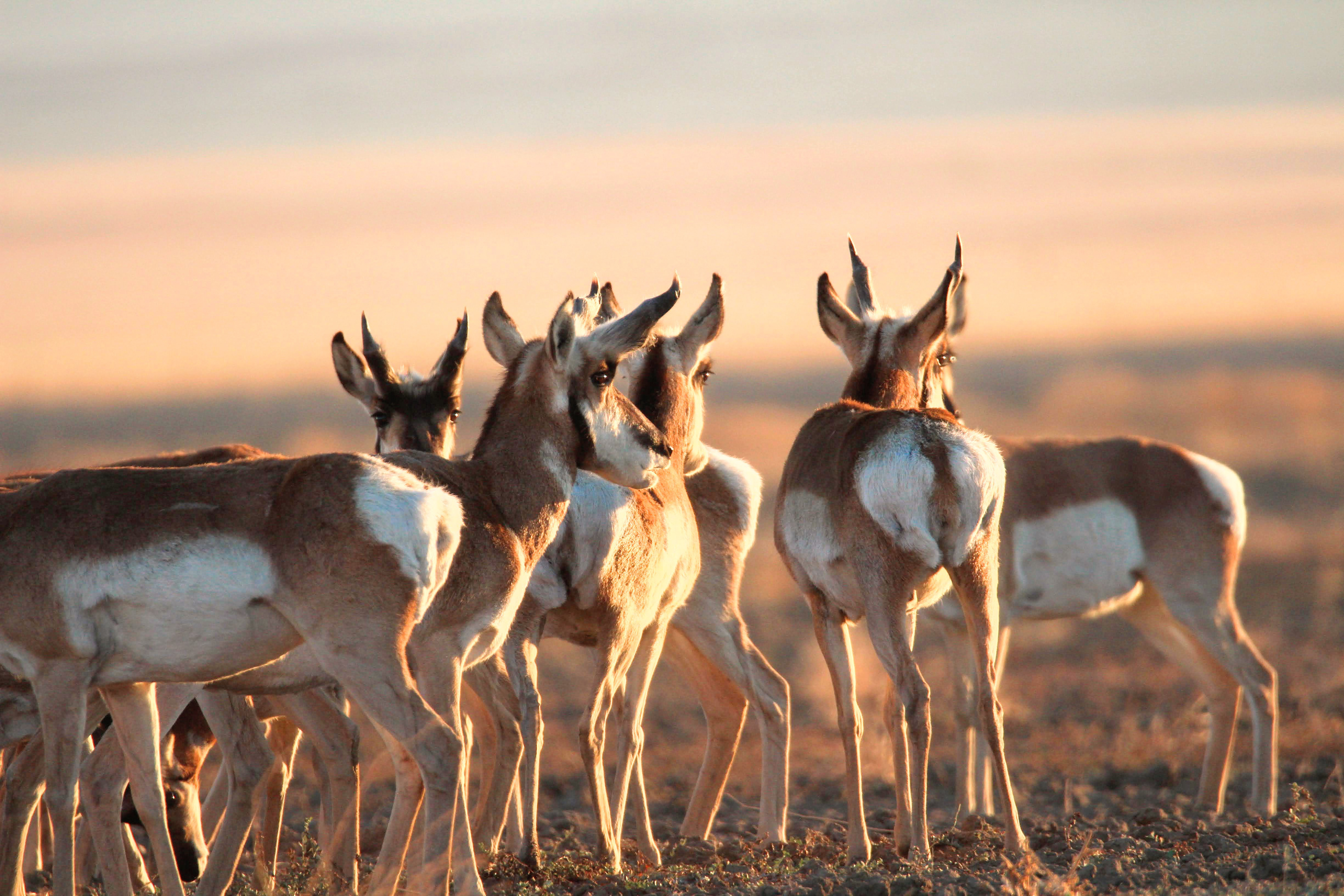 Pronghorn Antelope- Carrizo Plains, CA