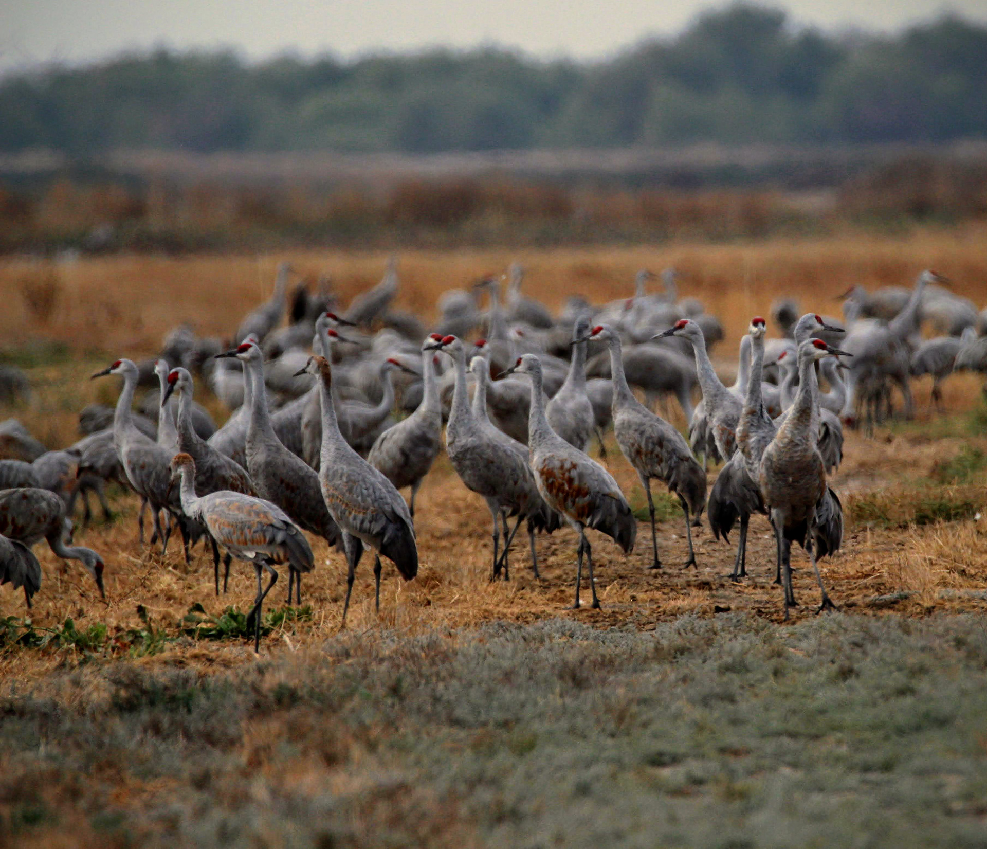 Sandhill Cranes, Merced Wildlife Refuge