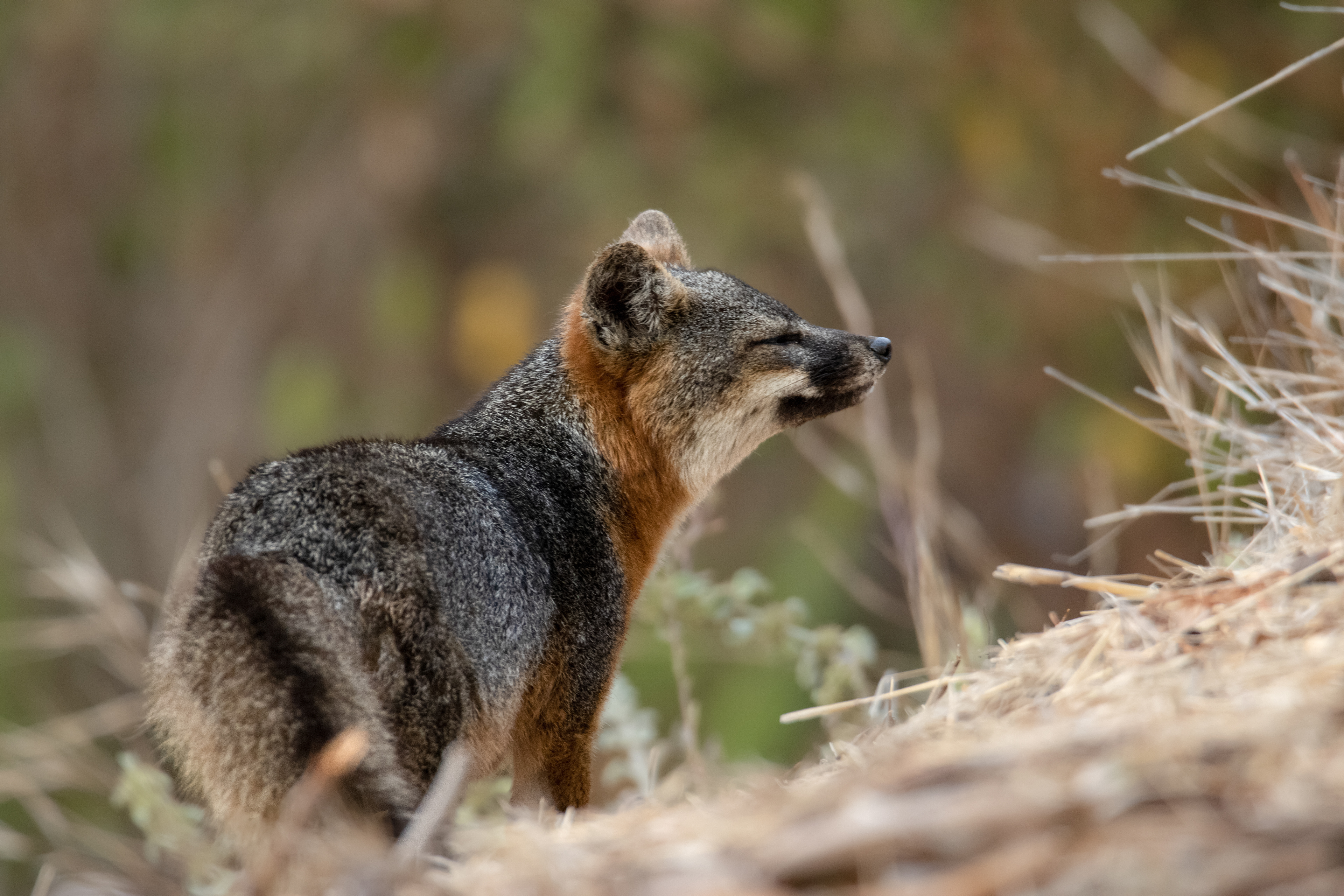 Island Fox- Santa Cruz Island, CA
