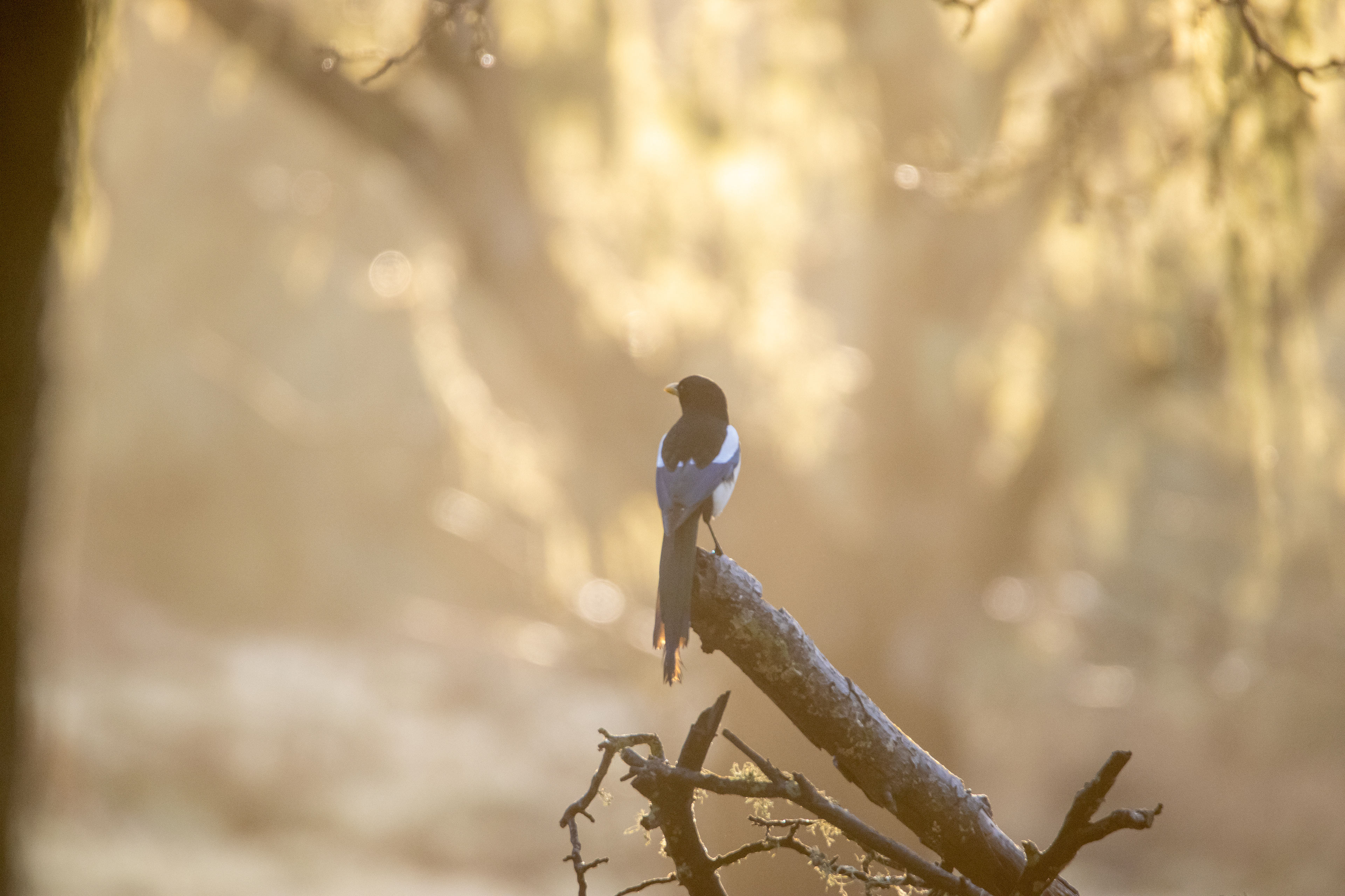 Yellow-Billed Magpie, Adelaida, CA
