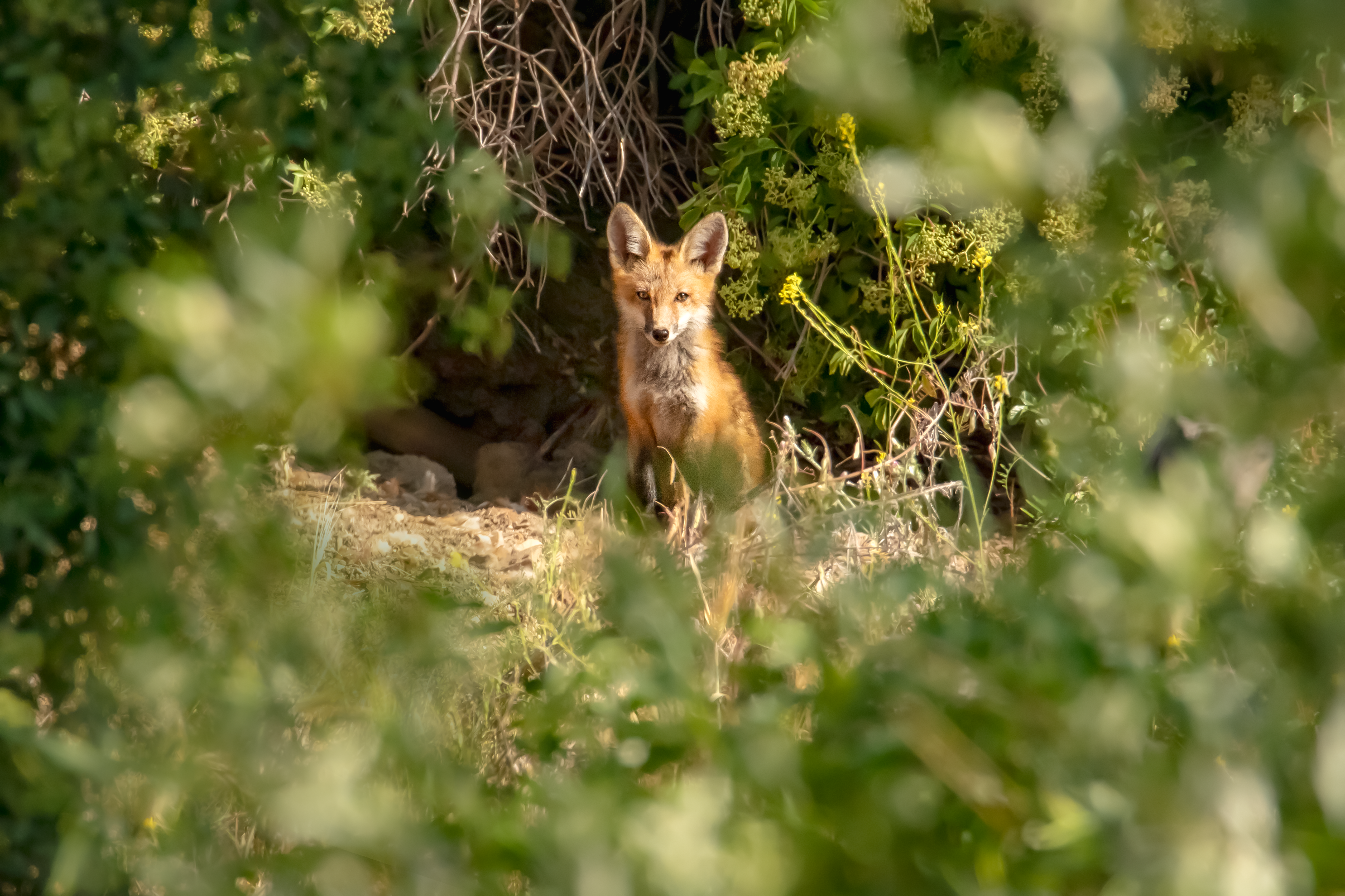 Red fox- Templeton, CA