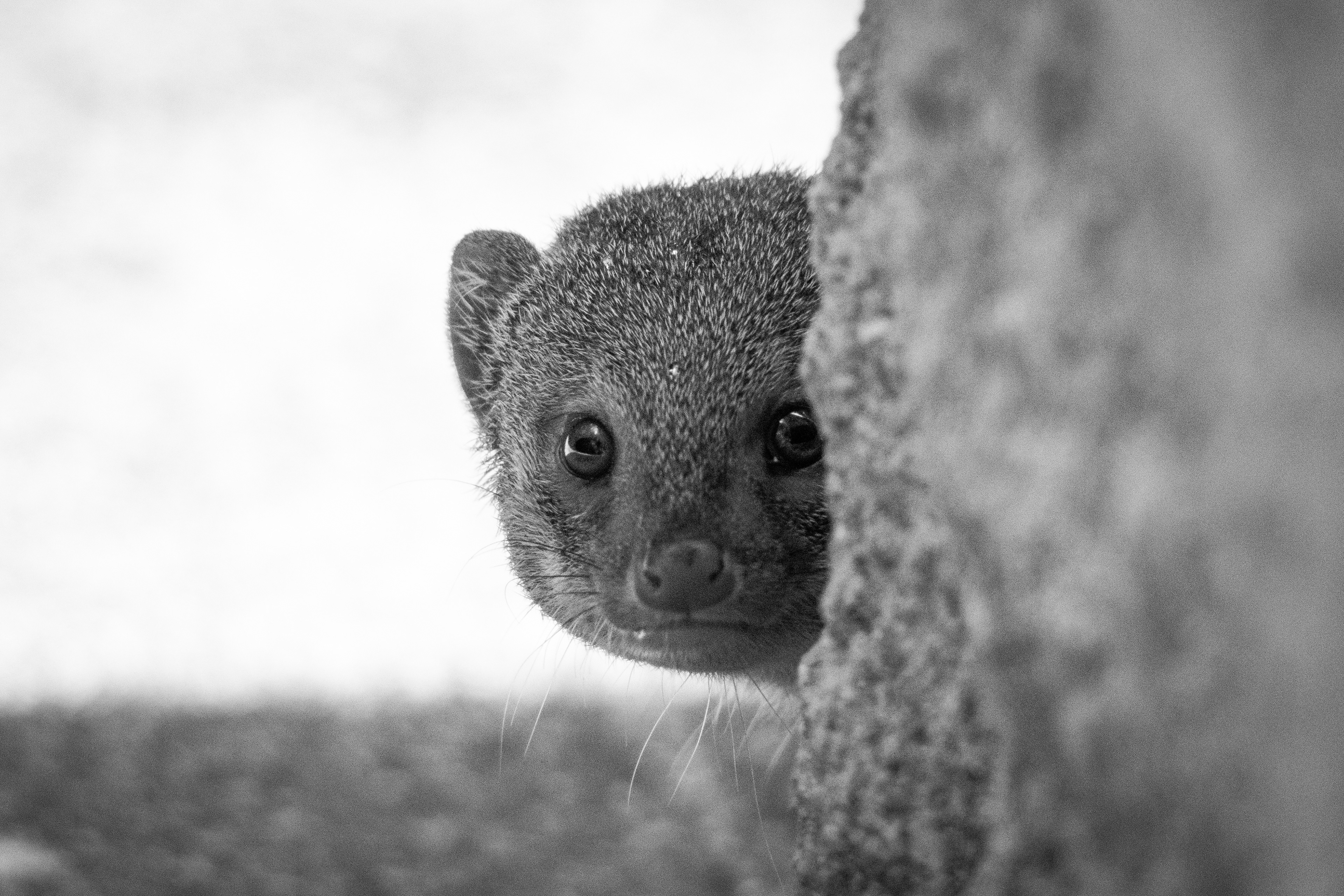 Small Indian Mongoose, St. John Island, USVI