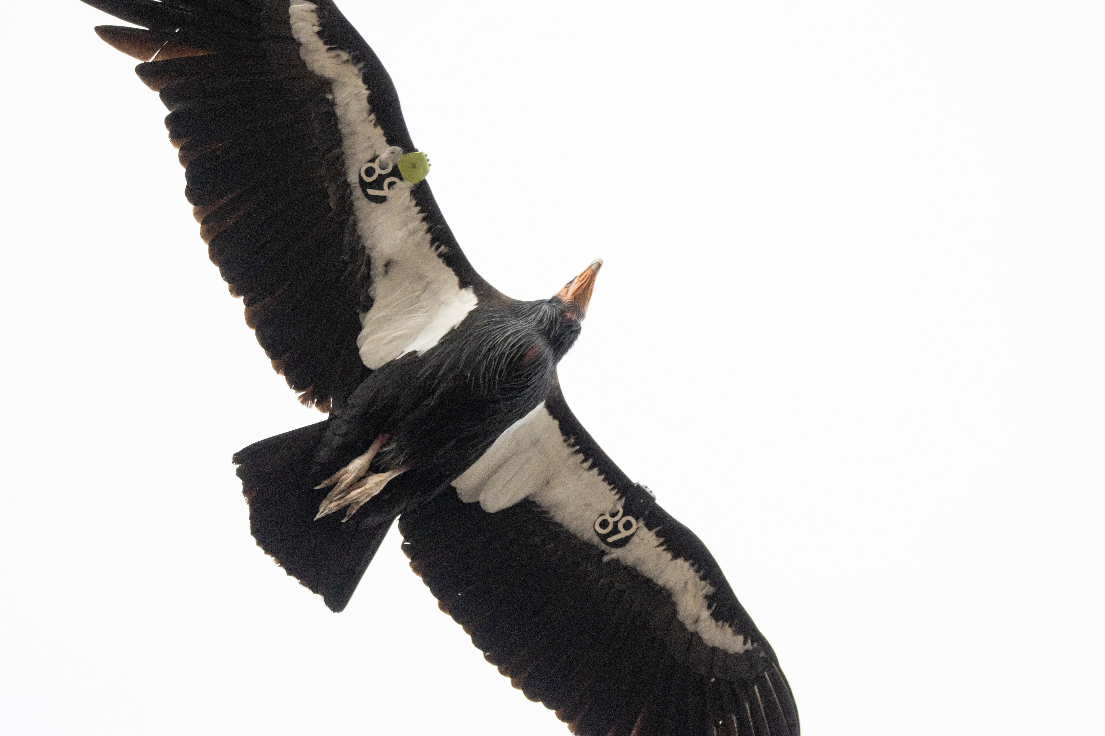 California condor #89, Pinnacles NP