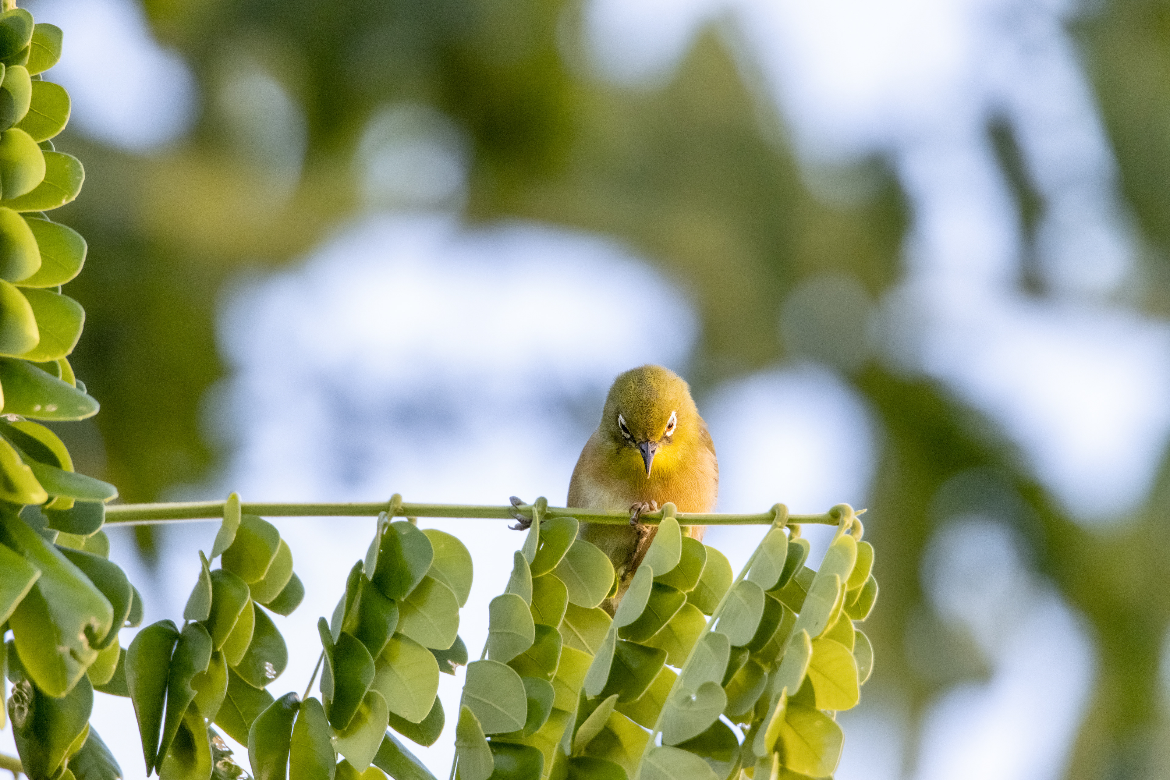 Japanese White-Eye, Hanalei, Kauai, HI