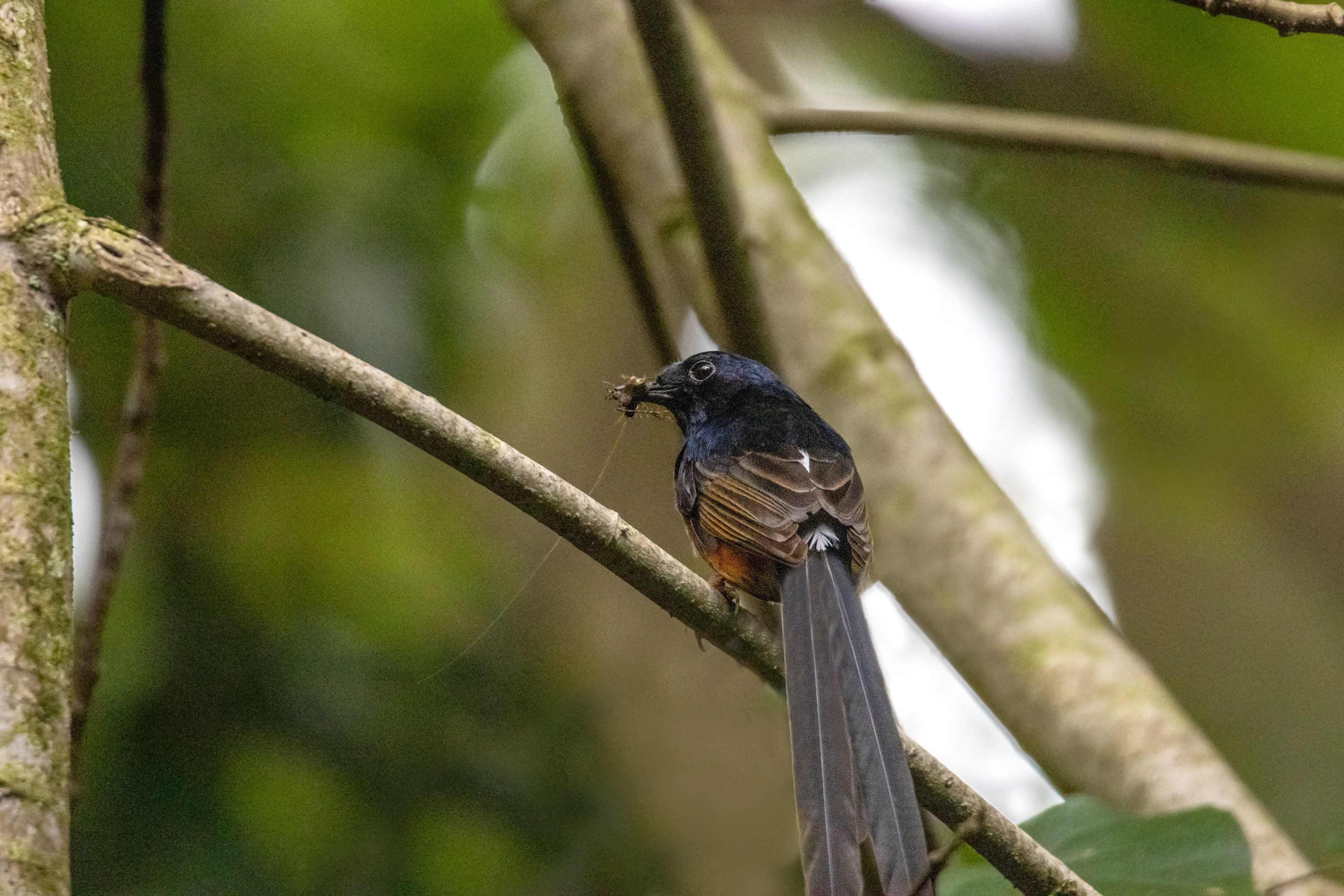 White-rumped Shama eating lunch