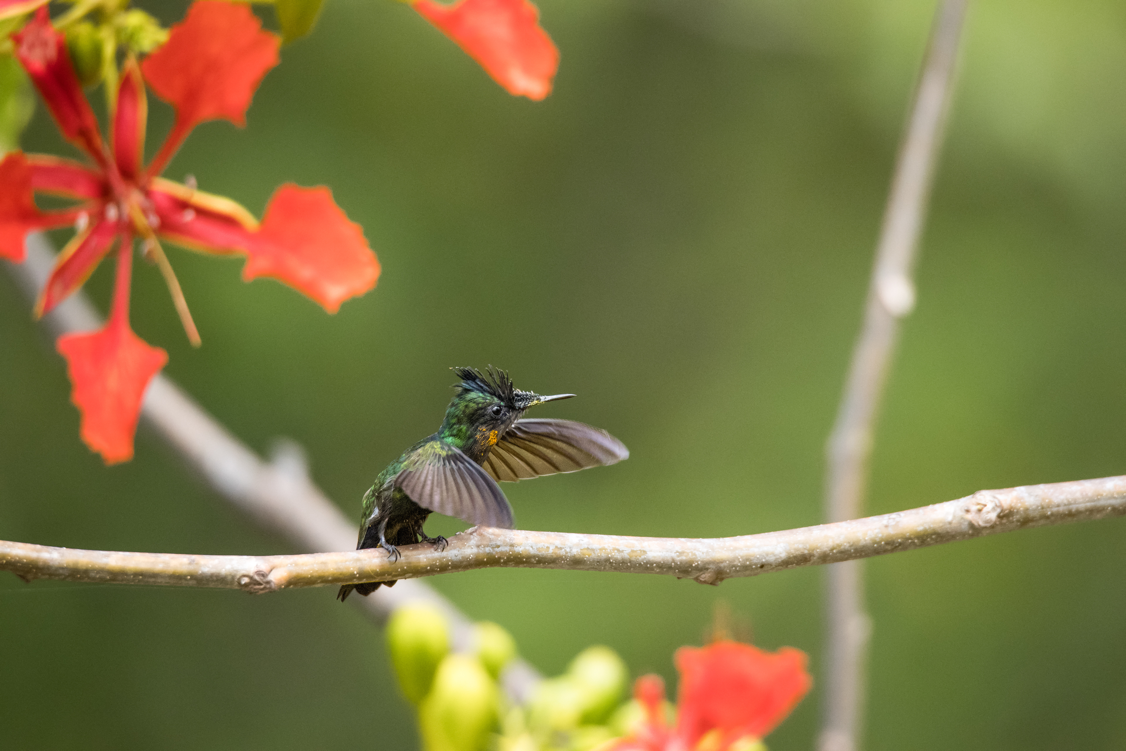 Antillean Crested Hummingbird, St. John Island, USVI