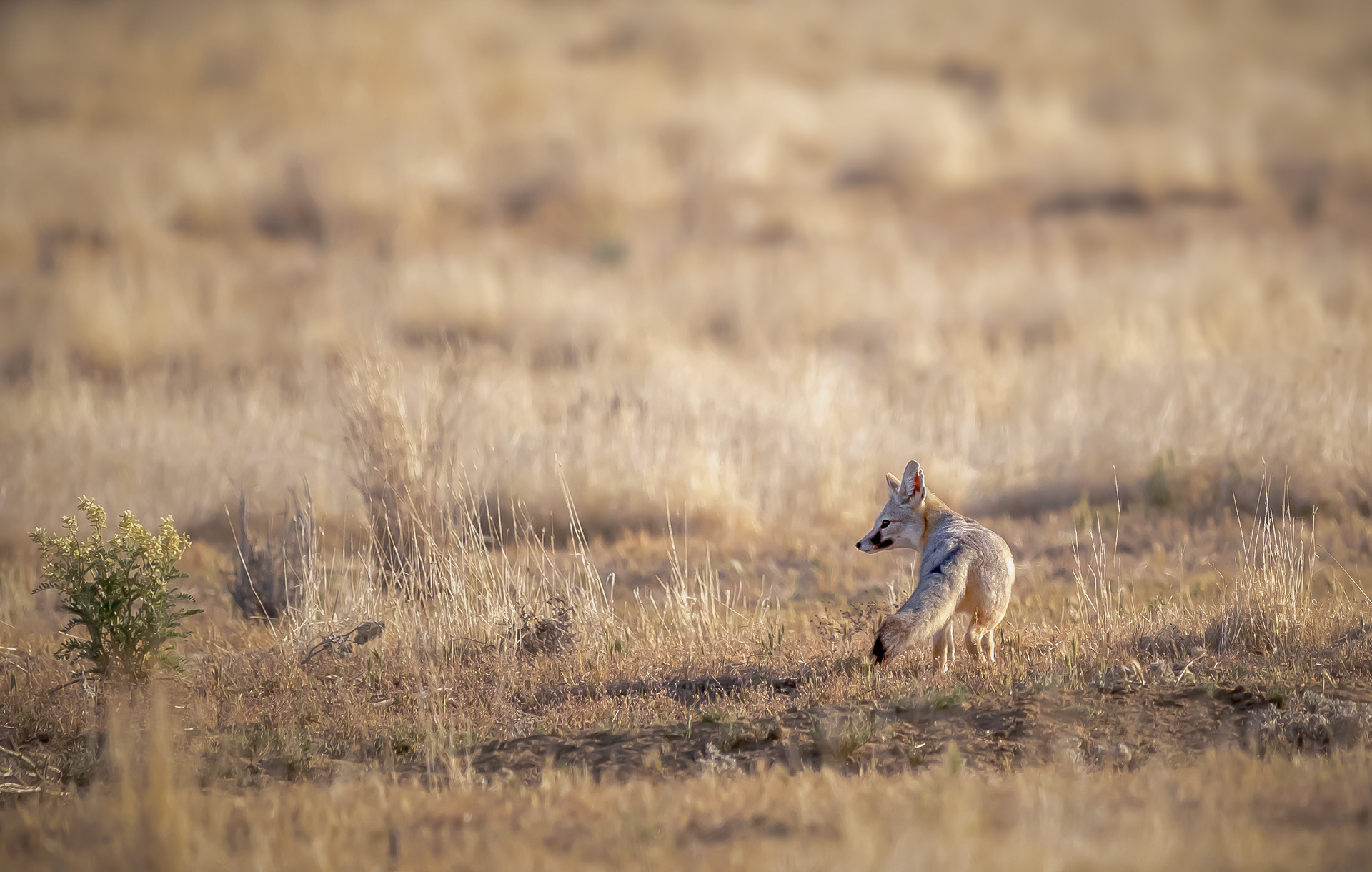 Endangered San Joaquin Kit Fox- Carrizo Plains, CA