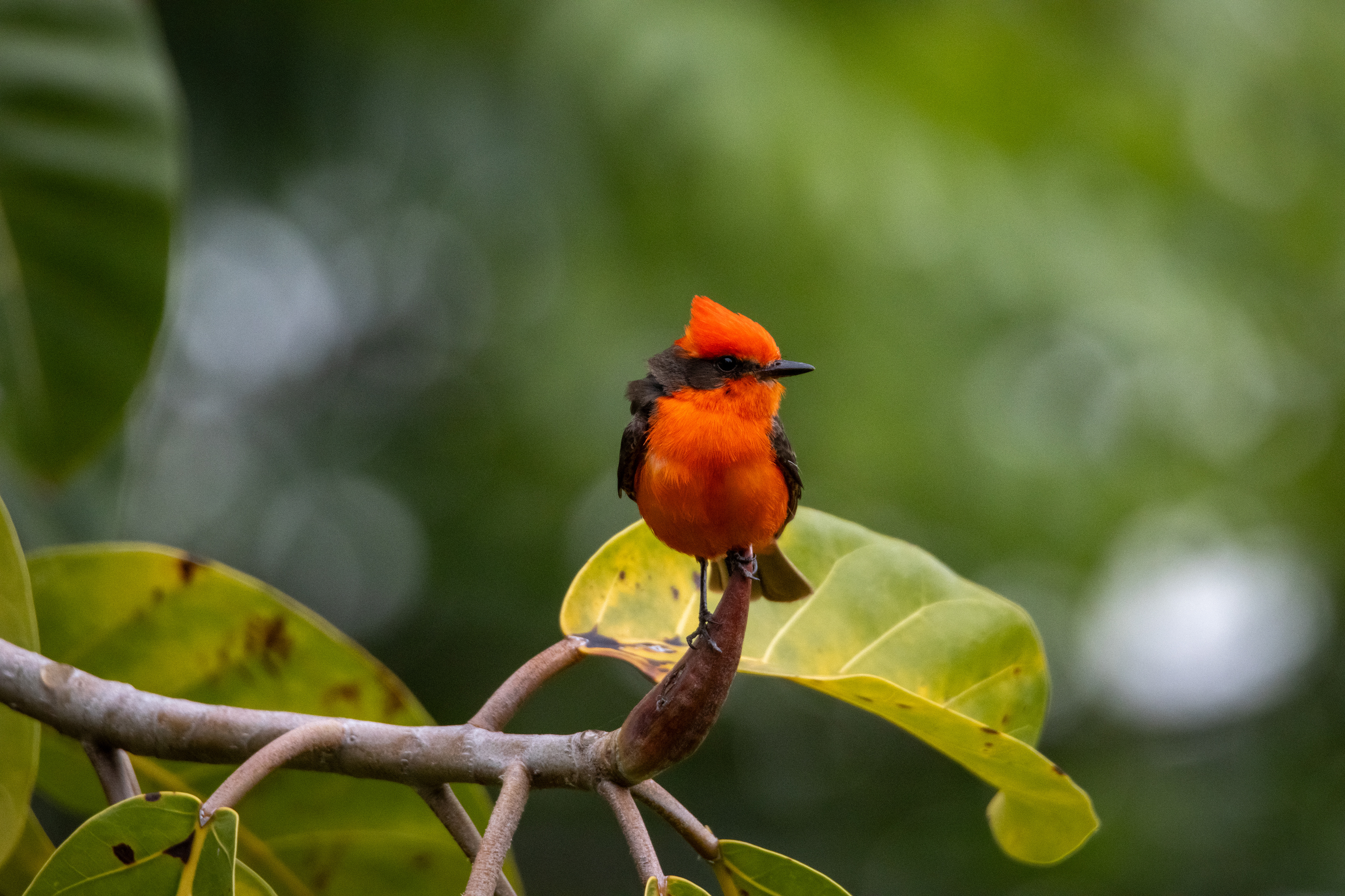 Vermillion Flycatcher, Long Beach, CA