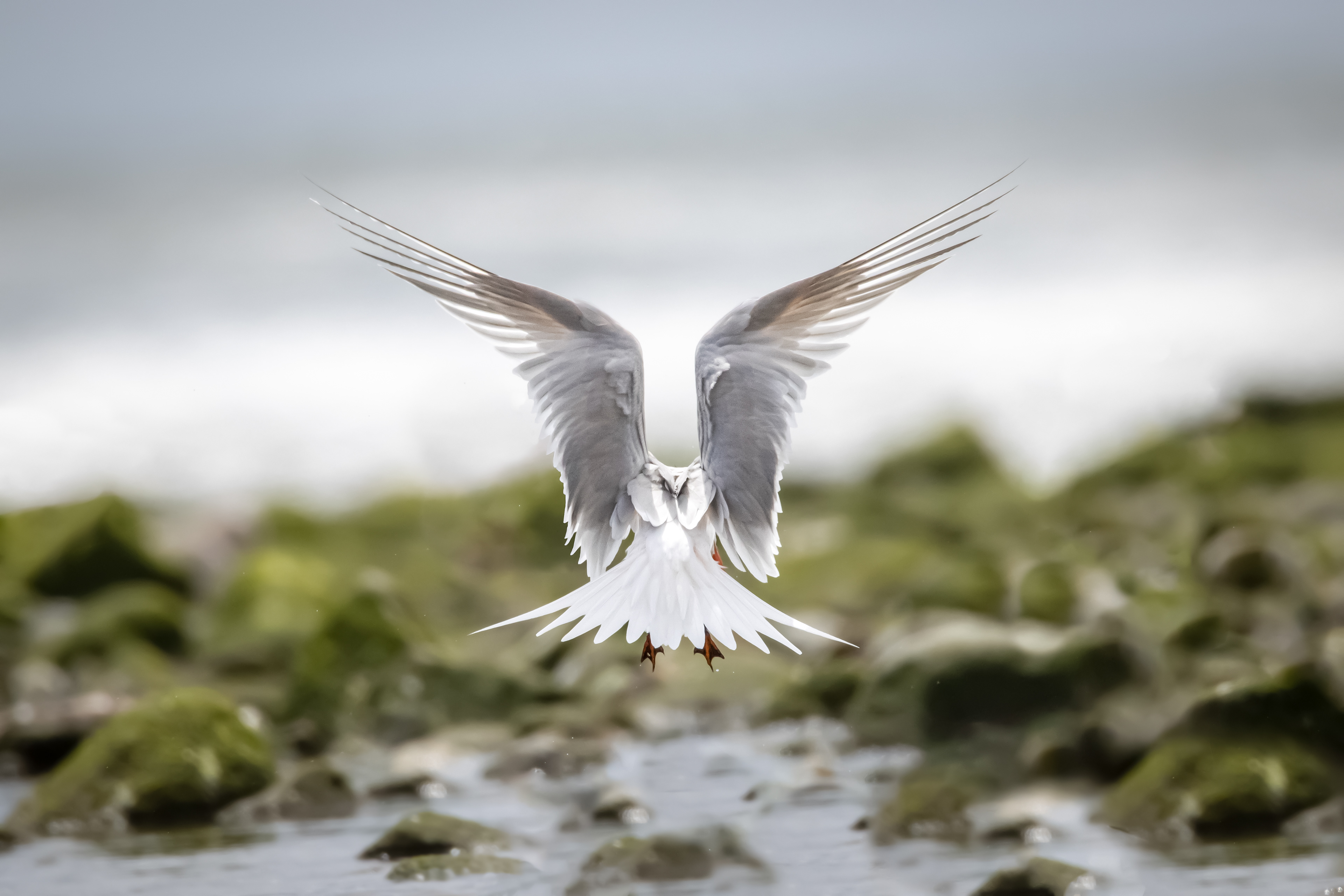 Royal Tern, Malibu, CA