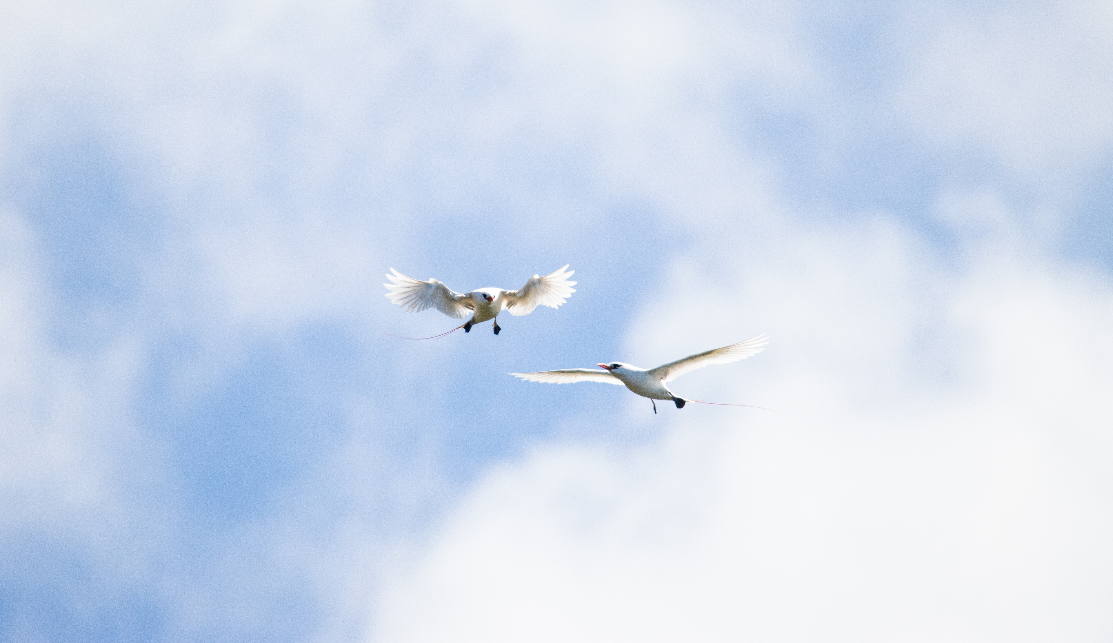 Red Tailed Tropicbirds, Kilauea, Kauai, HI
