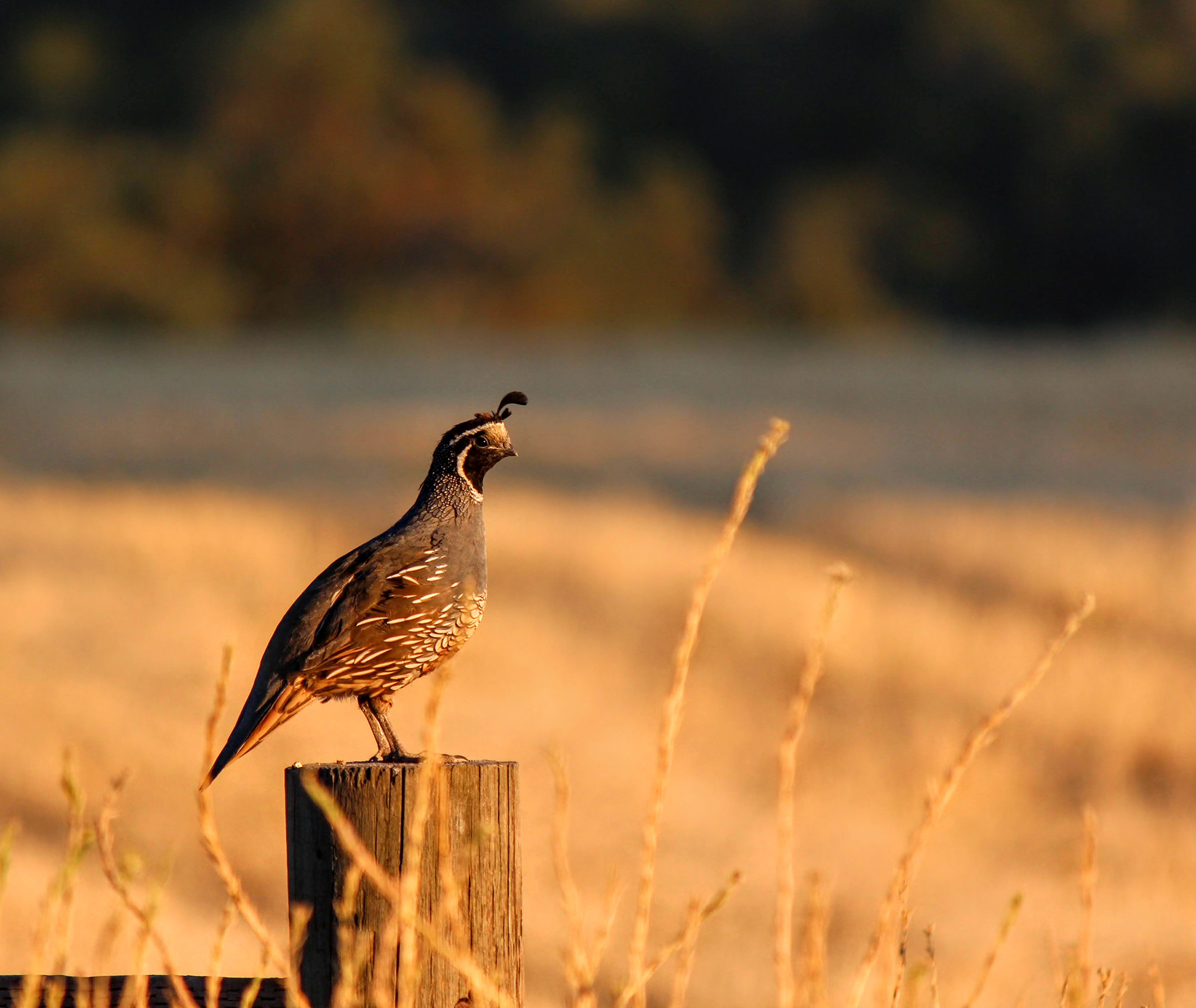 California Quail