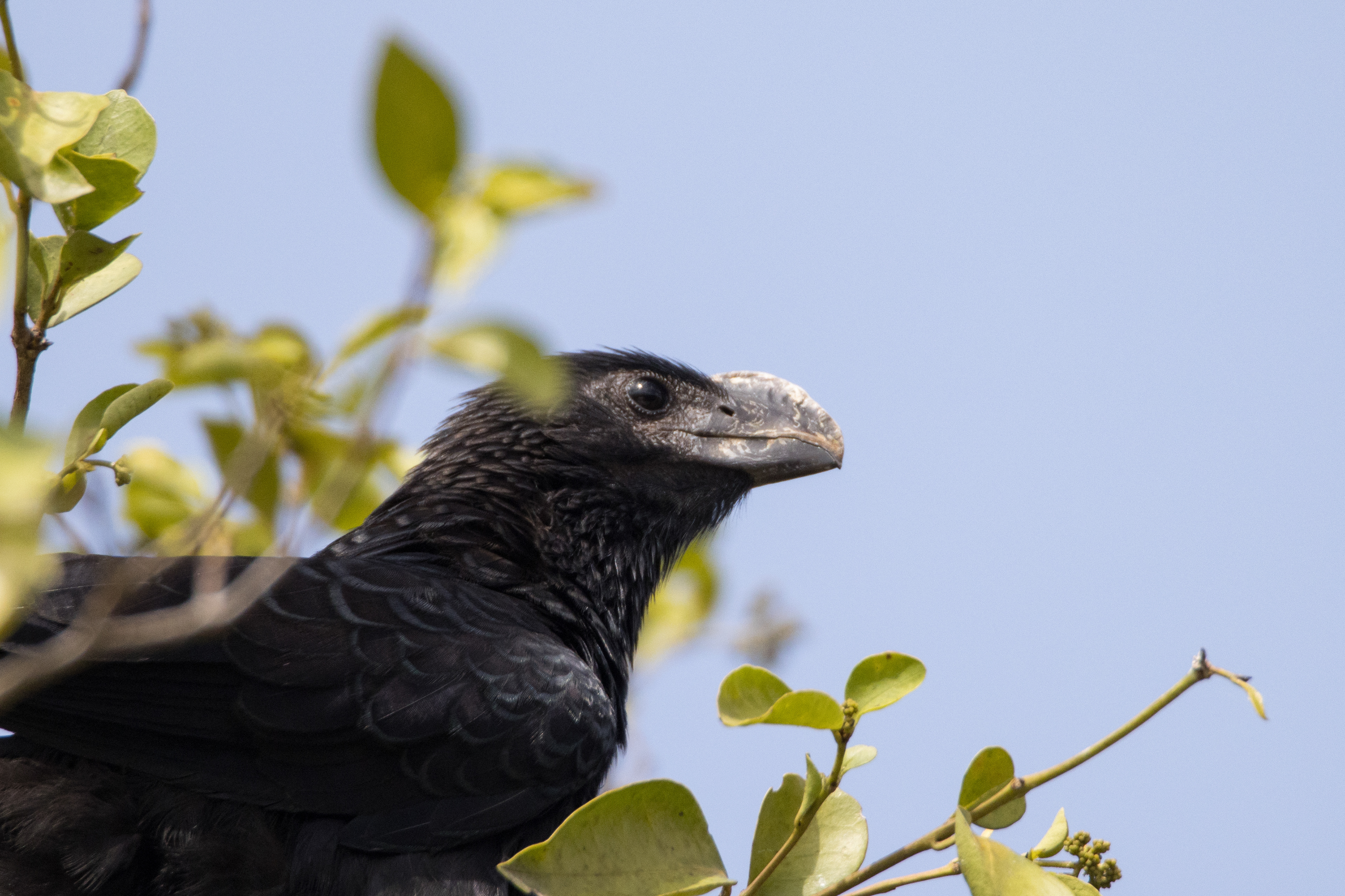 Smooth-Billed Ani, St. John Island, USVI