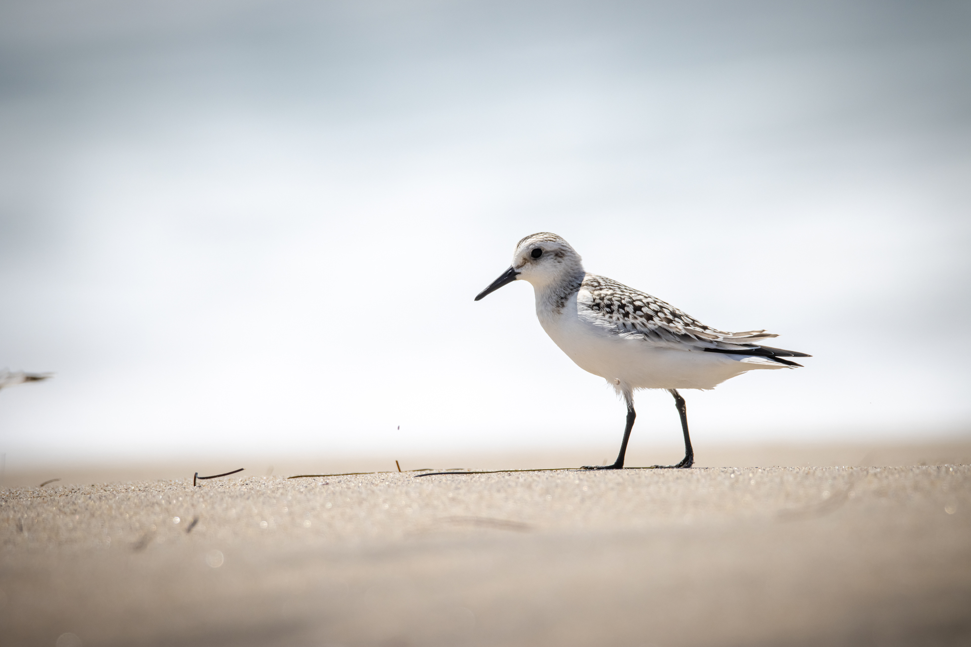 Sanderling, LA, CA