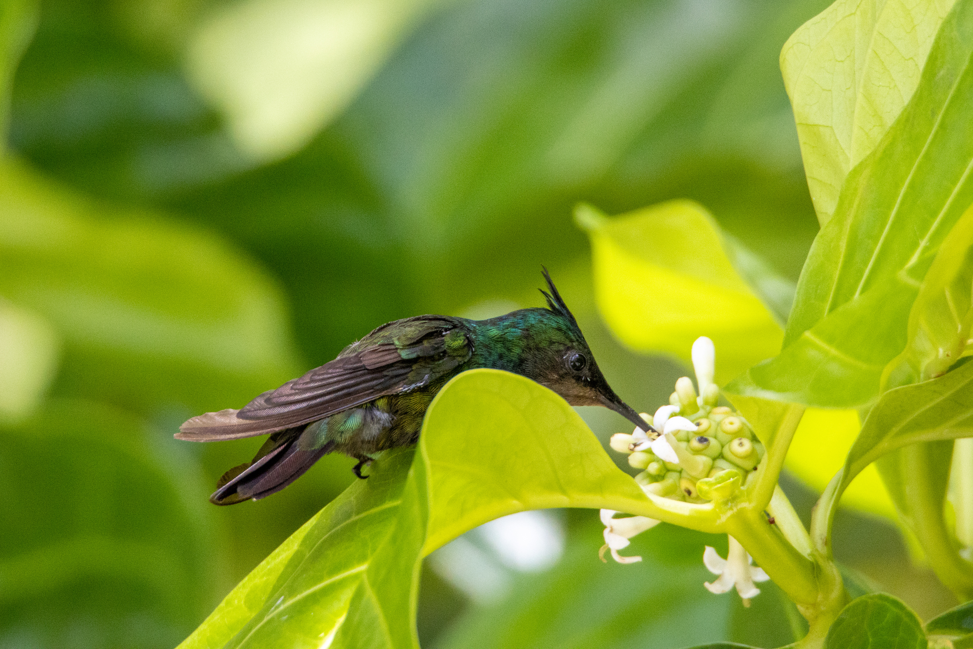 Antillean Crested Hummingbird, St. John Island, USVI