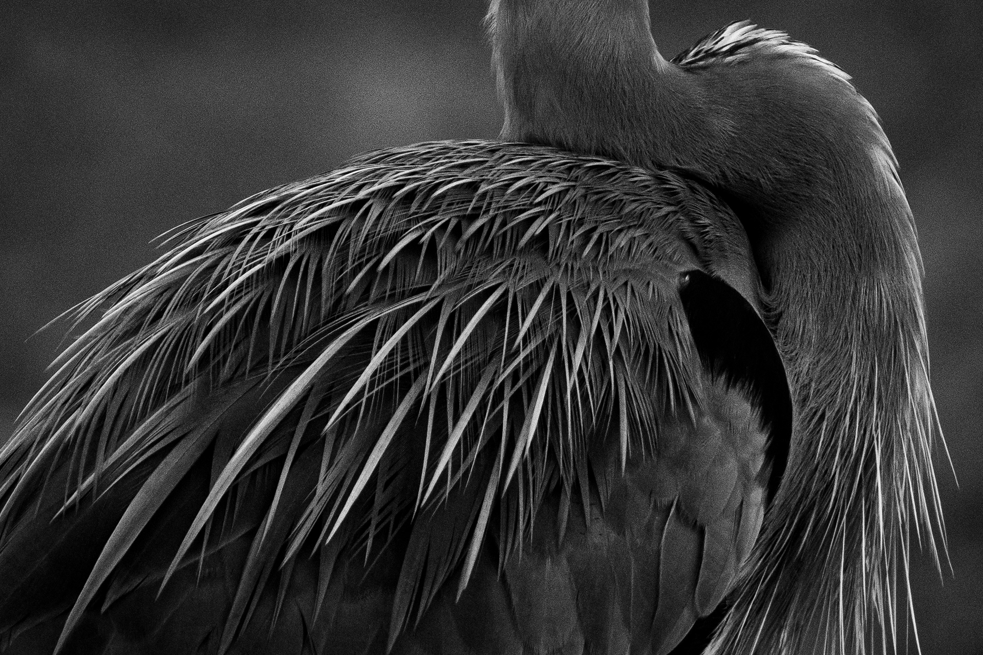 Great Blue Heron, Santa Margarita Lake, CA