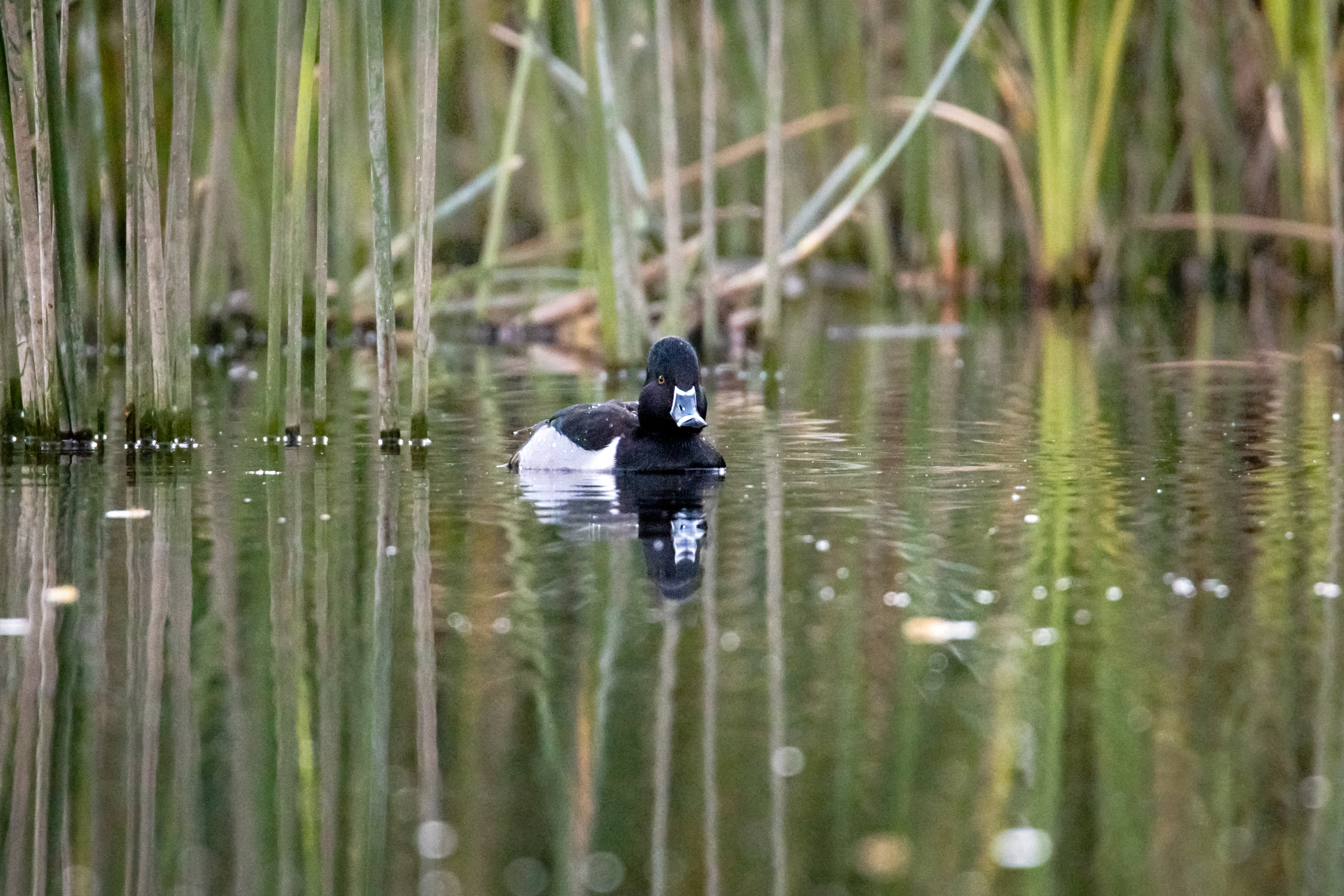 Ring-Necked Duck, Ballona Wetlands, LA, CA