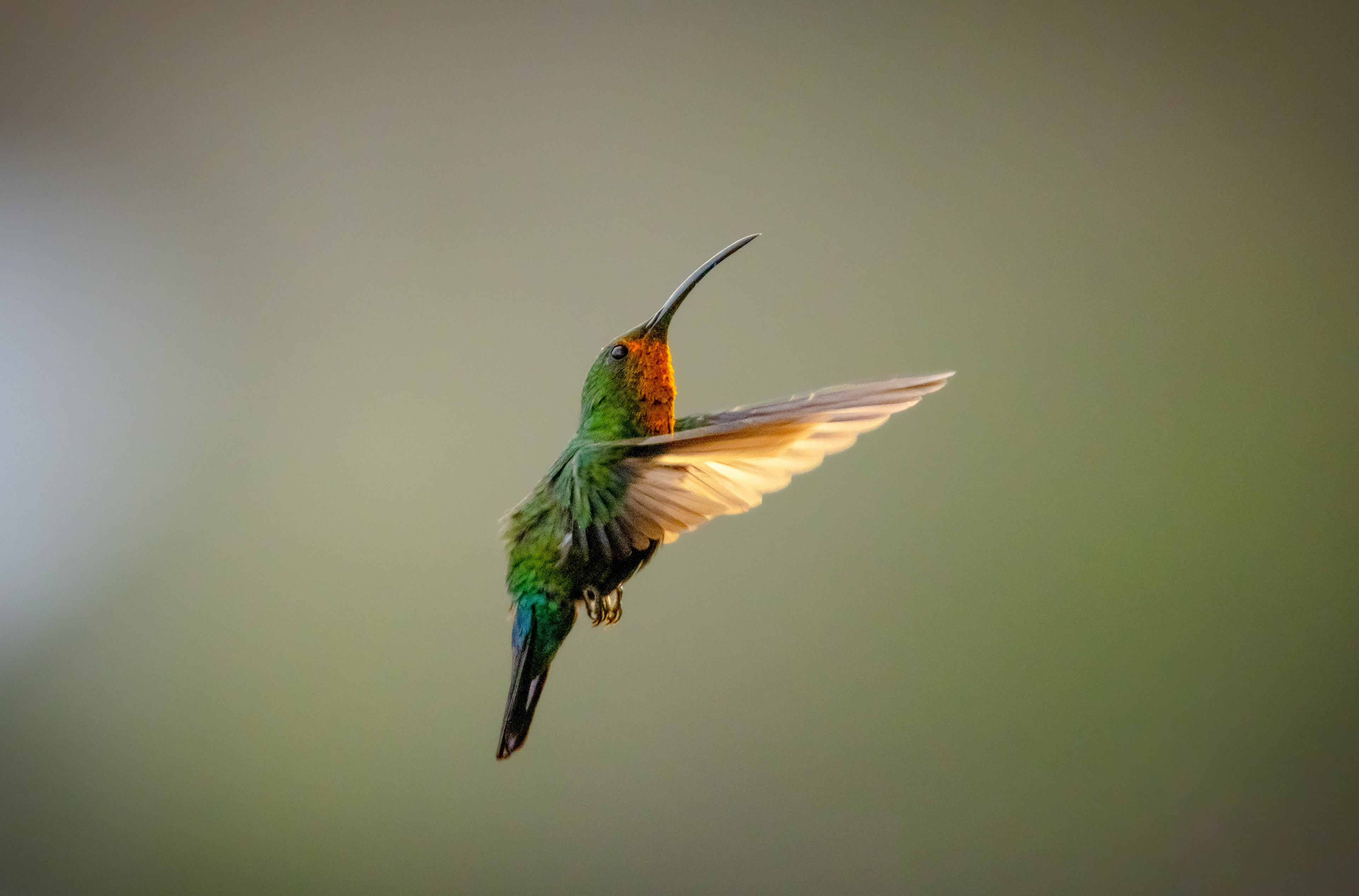 Green-throated Carib, St. John Island, USVI