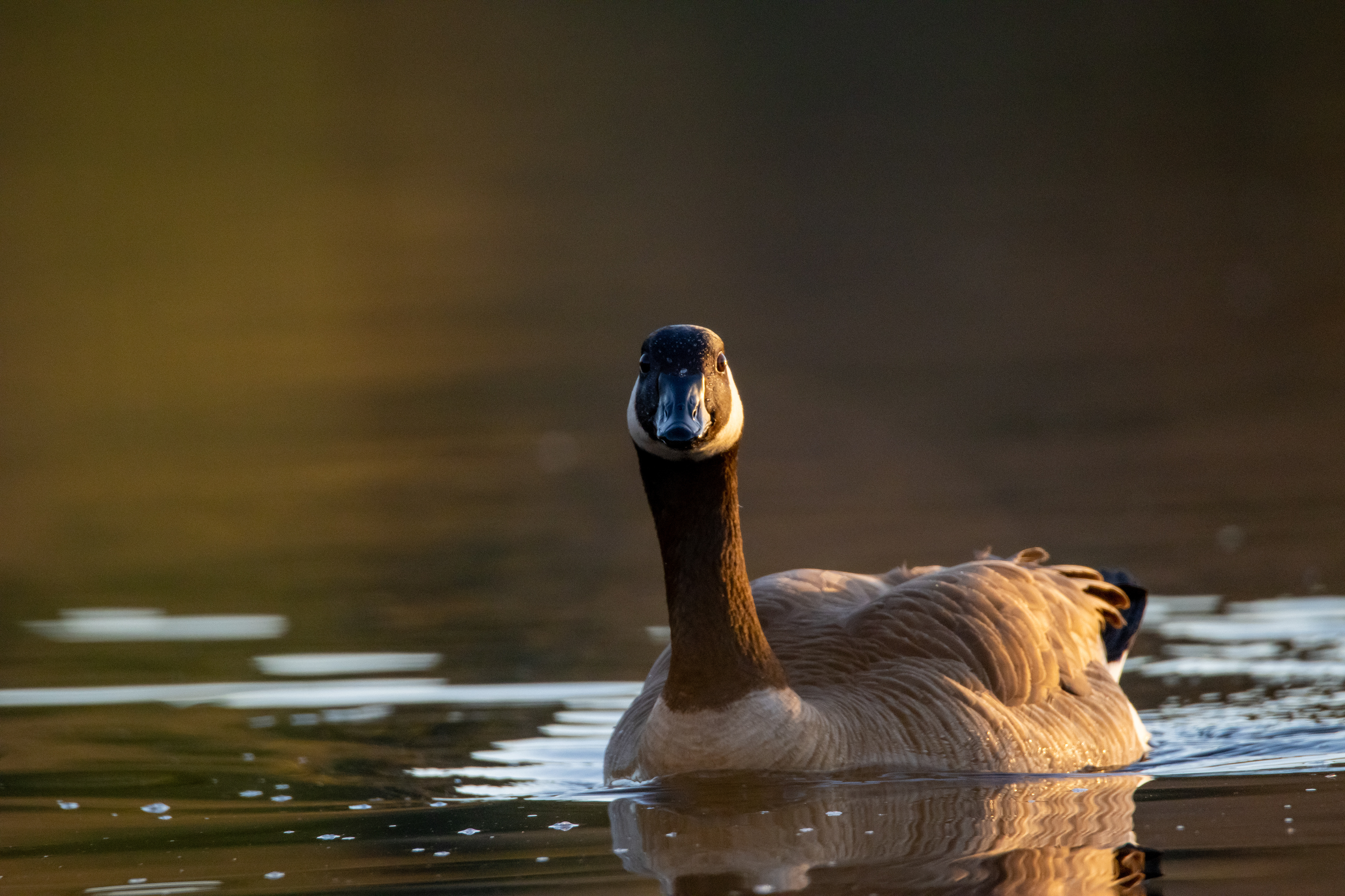 Canada Goose, Ballona Wetlands, LA, CA