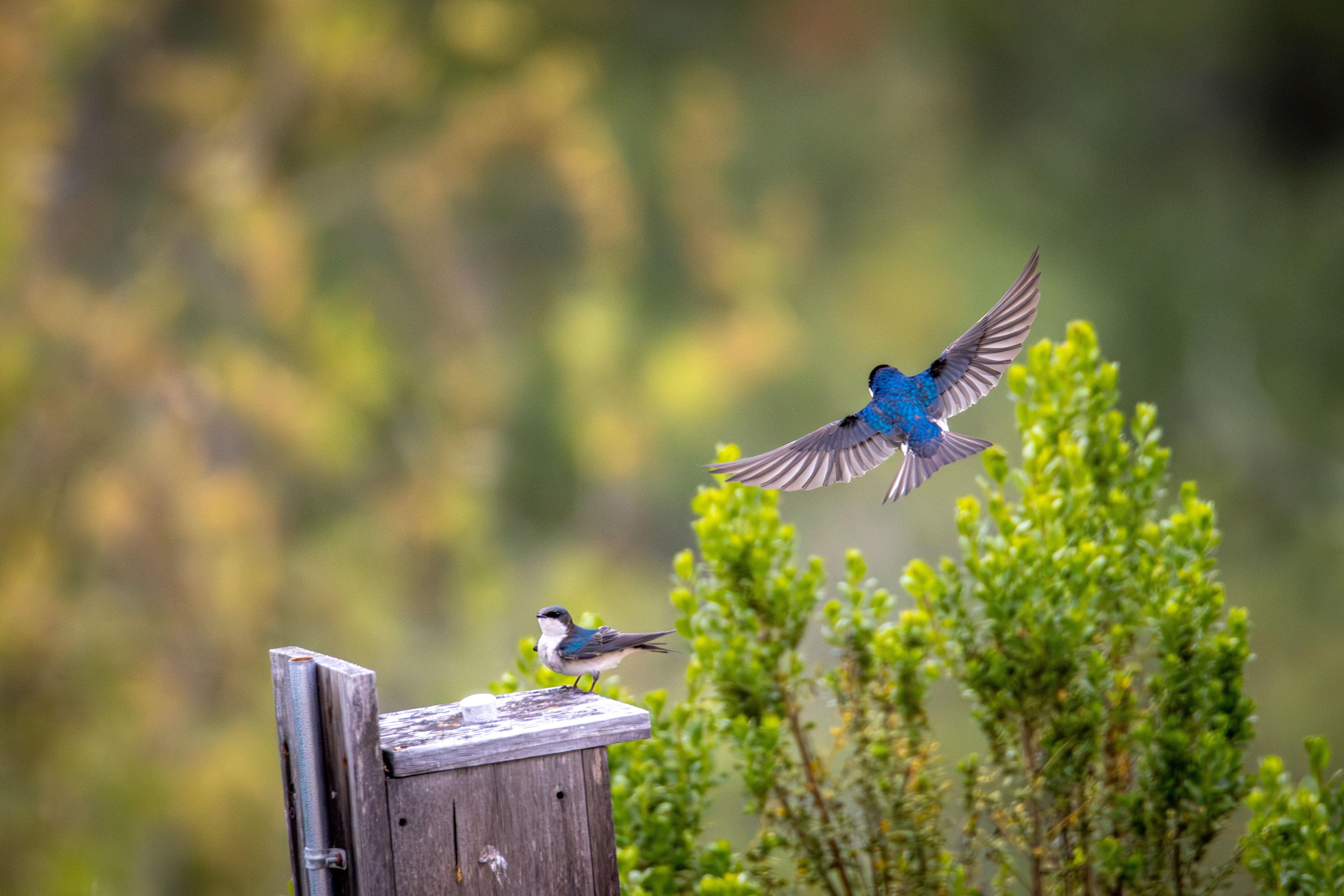 Tree Swallows, Playa Vista, CA