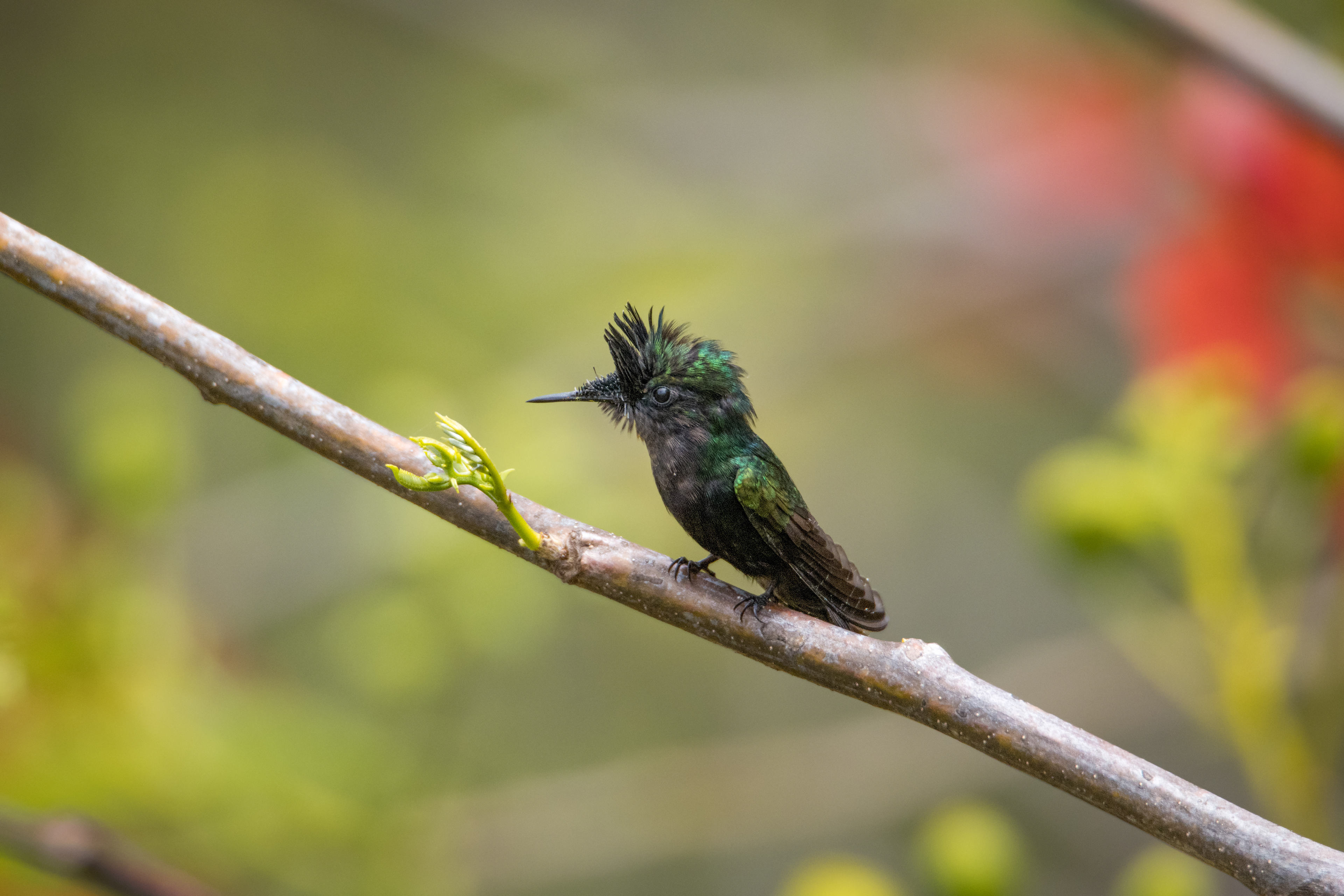 Antillean Crested Hummingbird, St. John Island, USVI