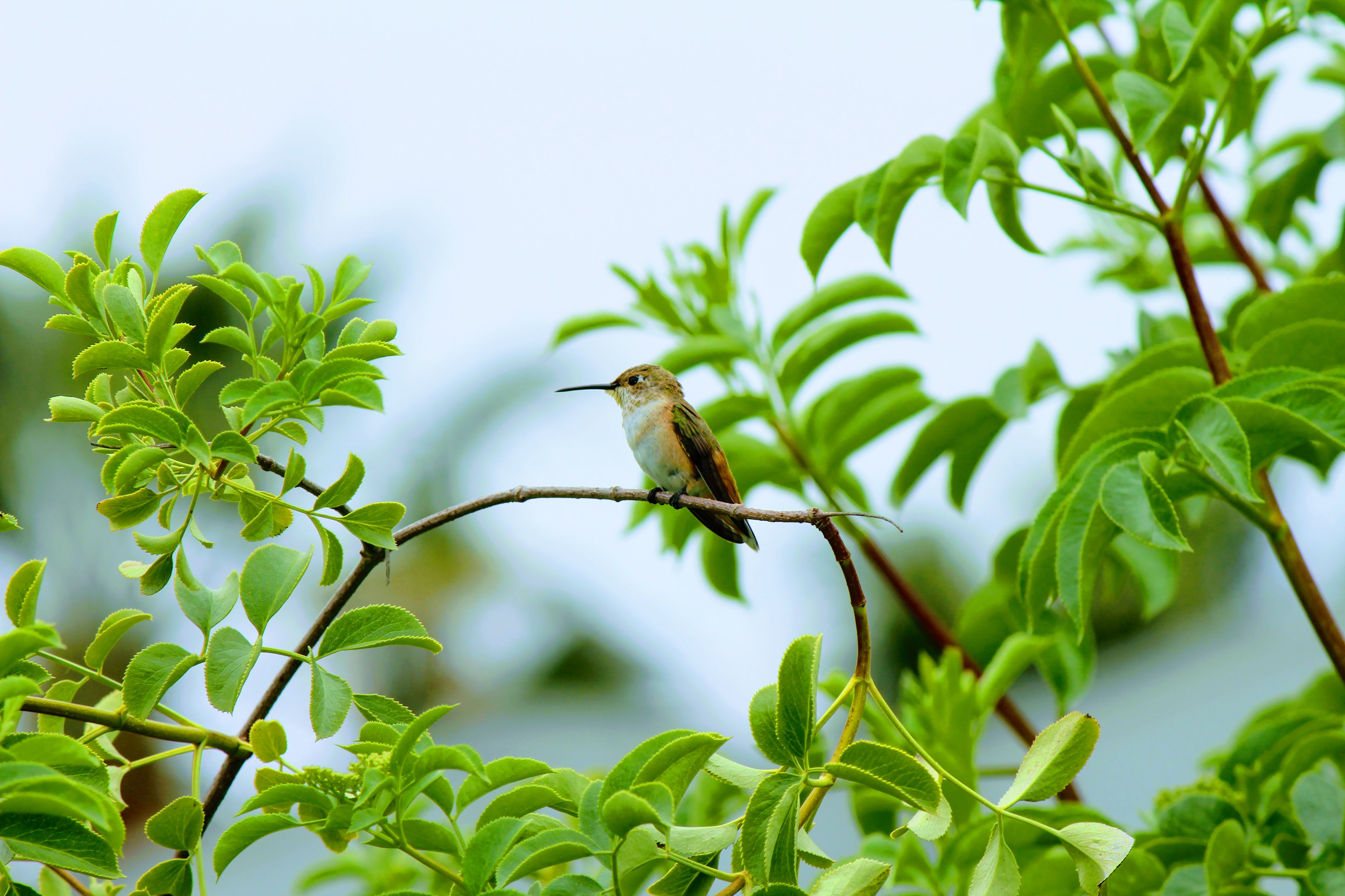 Allen's Hummingbird, San Elijo Lagoon