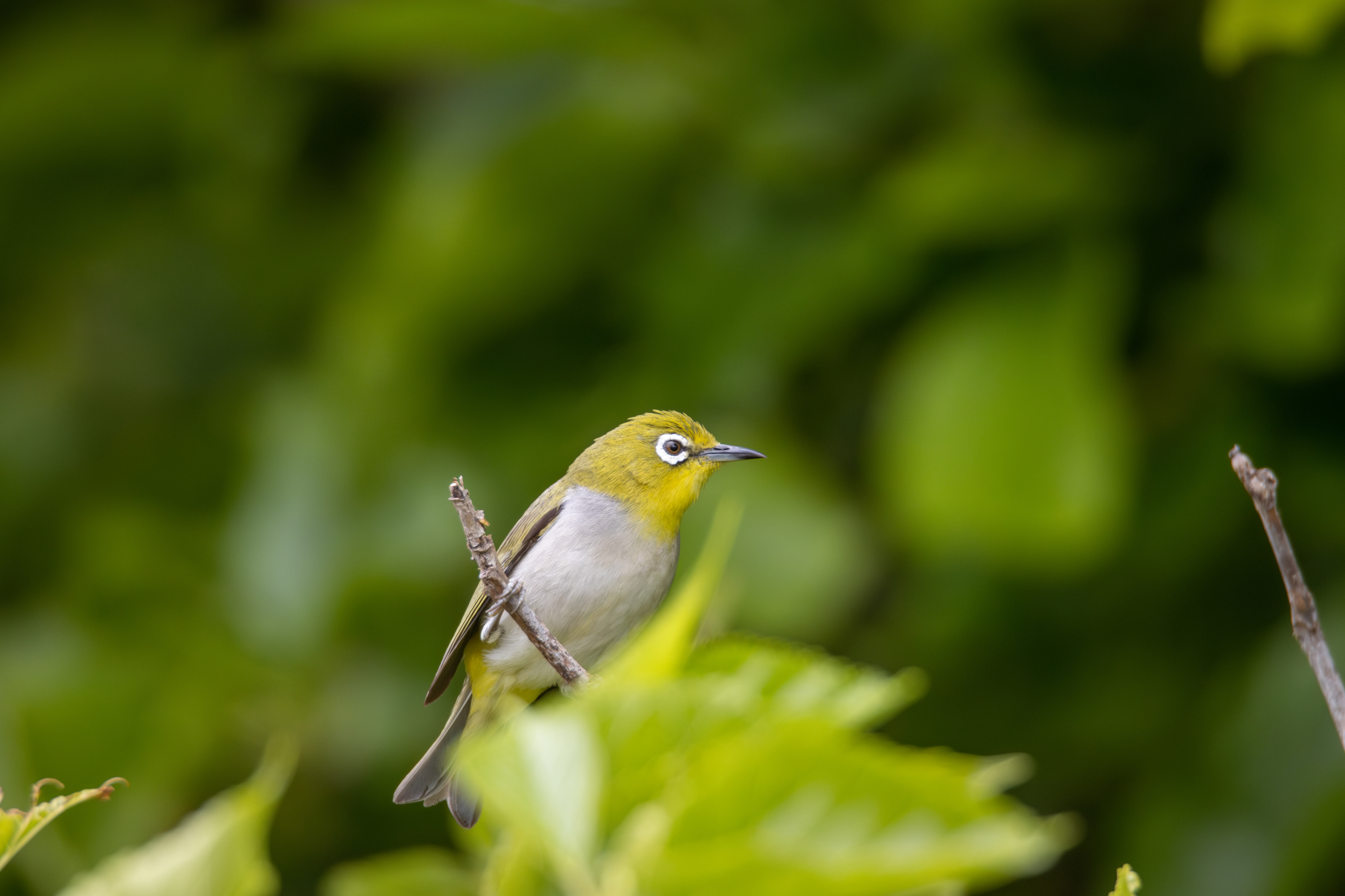 Swinhoe's White-Eye, Huntington Beach, CA
