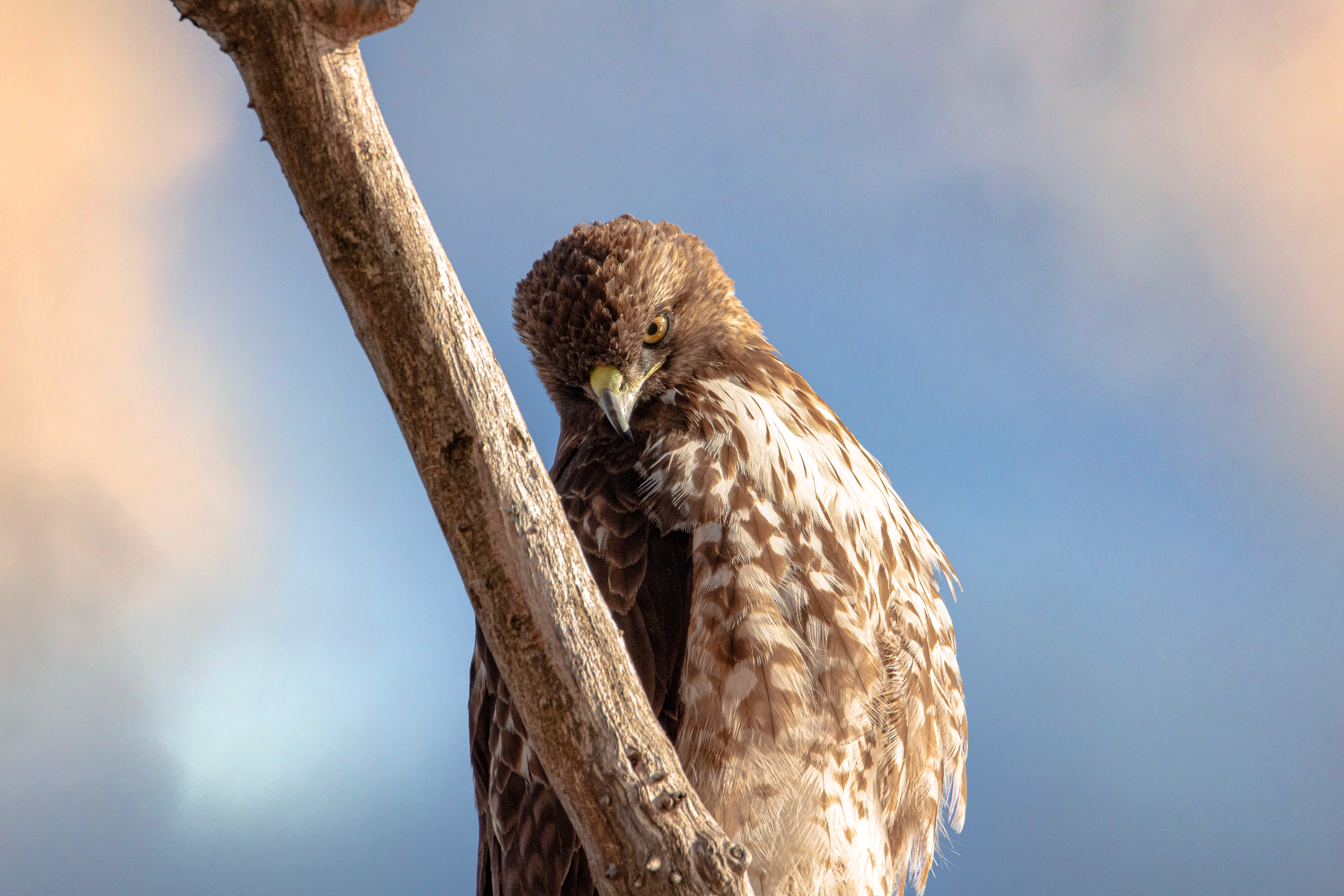 Red Tailed Hawk, Atascadero Lake