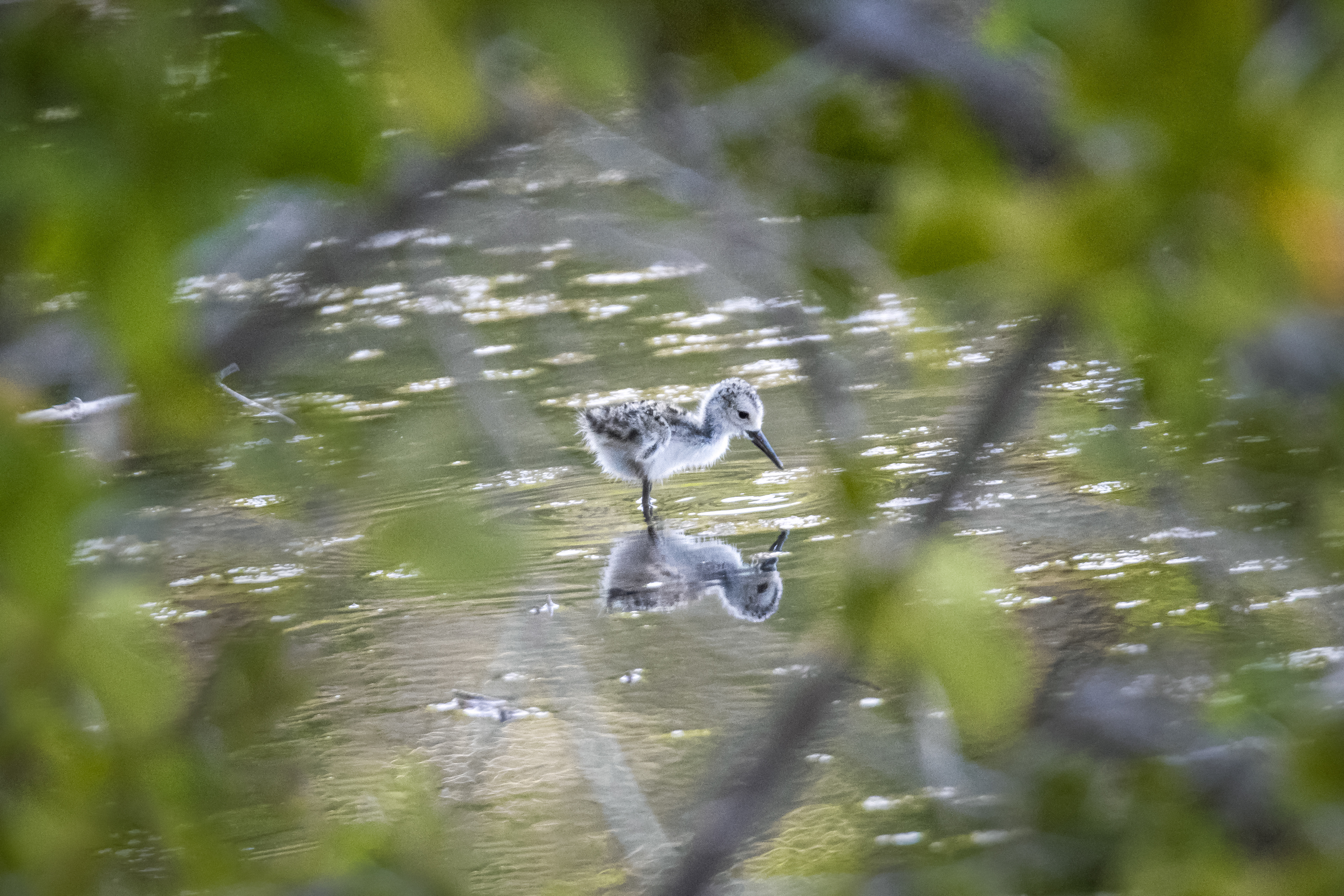 Black-Necked Stilt chick, St. John Island, USVI