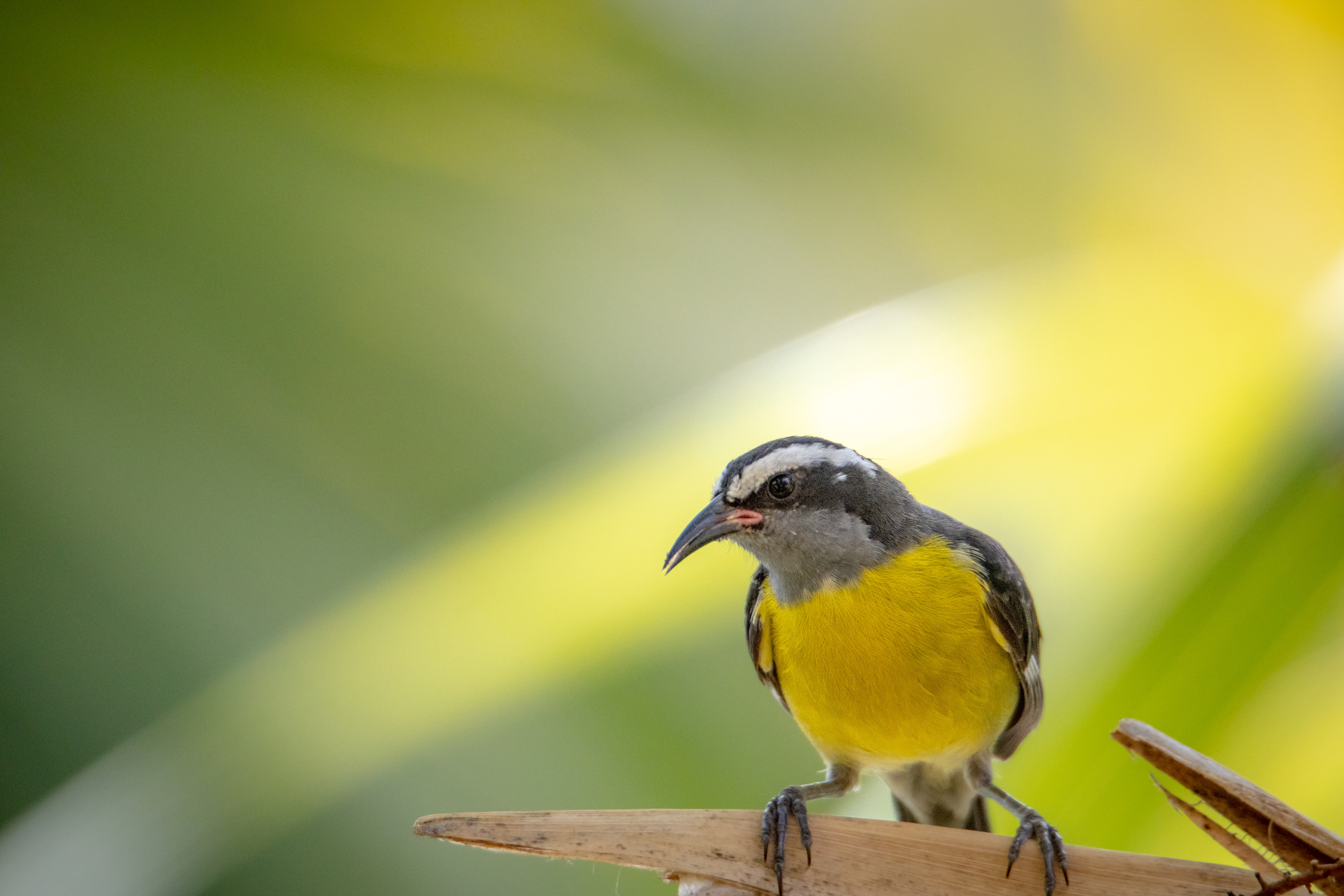 Bananaquit, St. Thomas Island, US Virgin Islands
