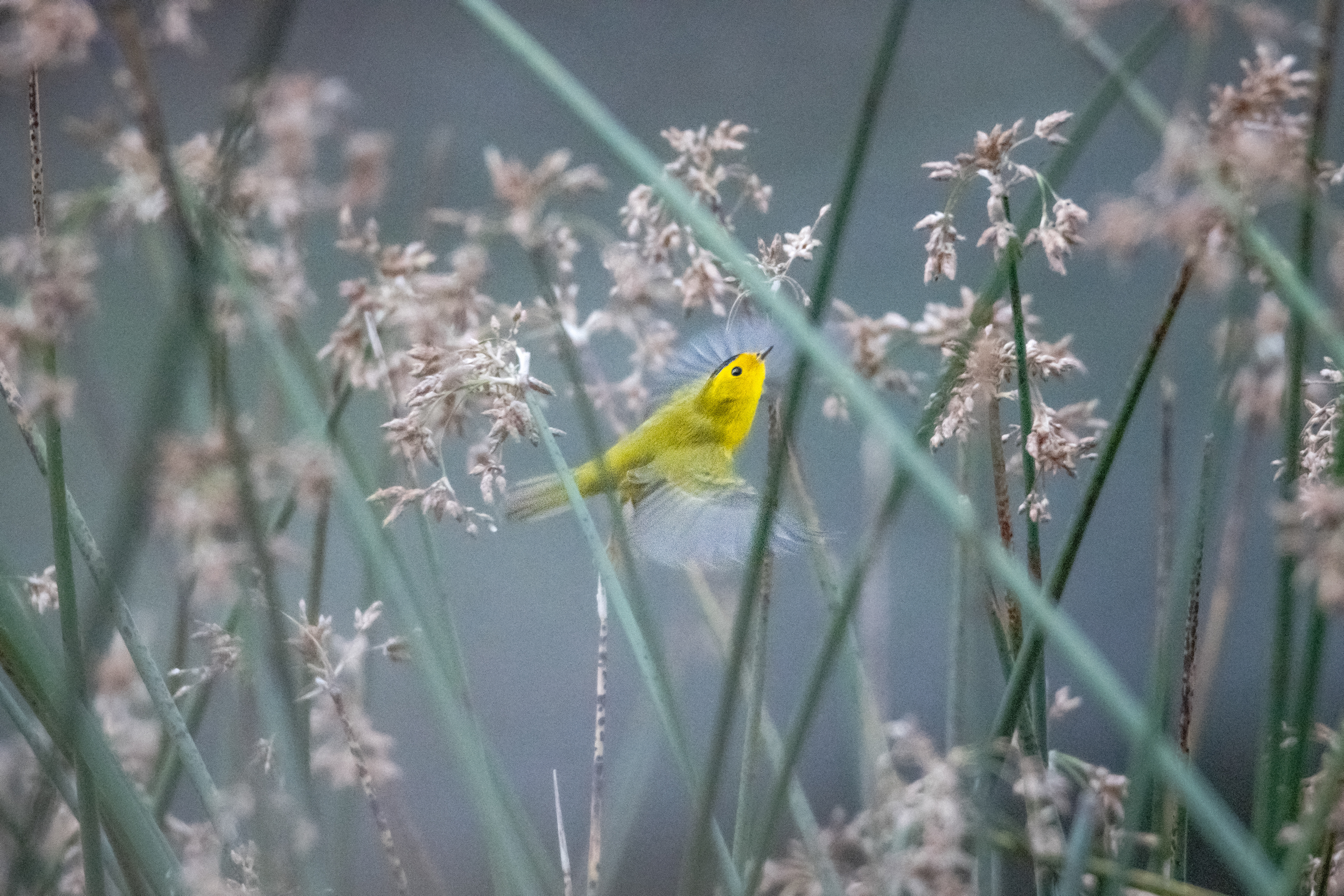 Wilson's Warbler, Atascadero CA