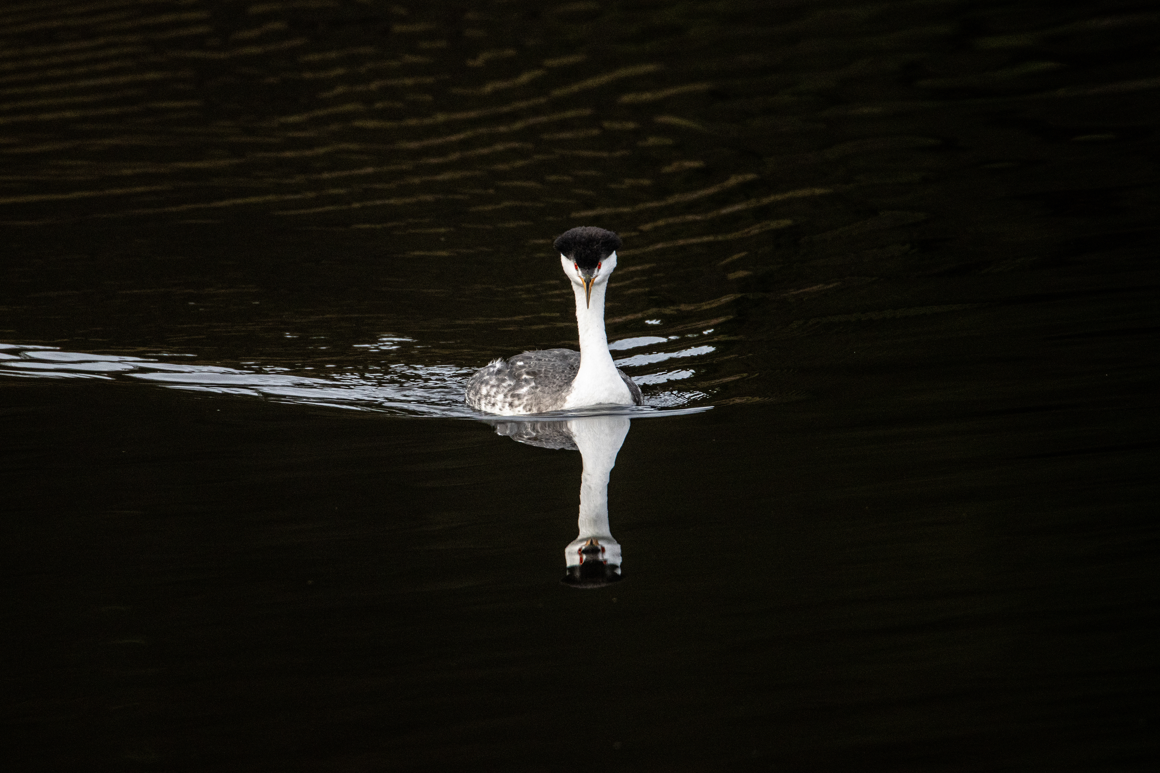 Clark's Grebe, Santa Margarita Lake, CA