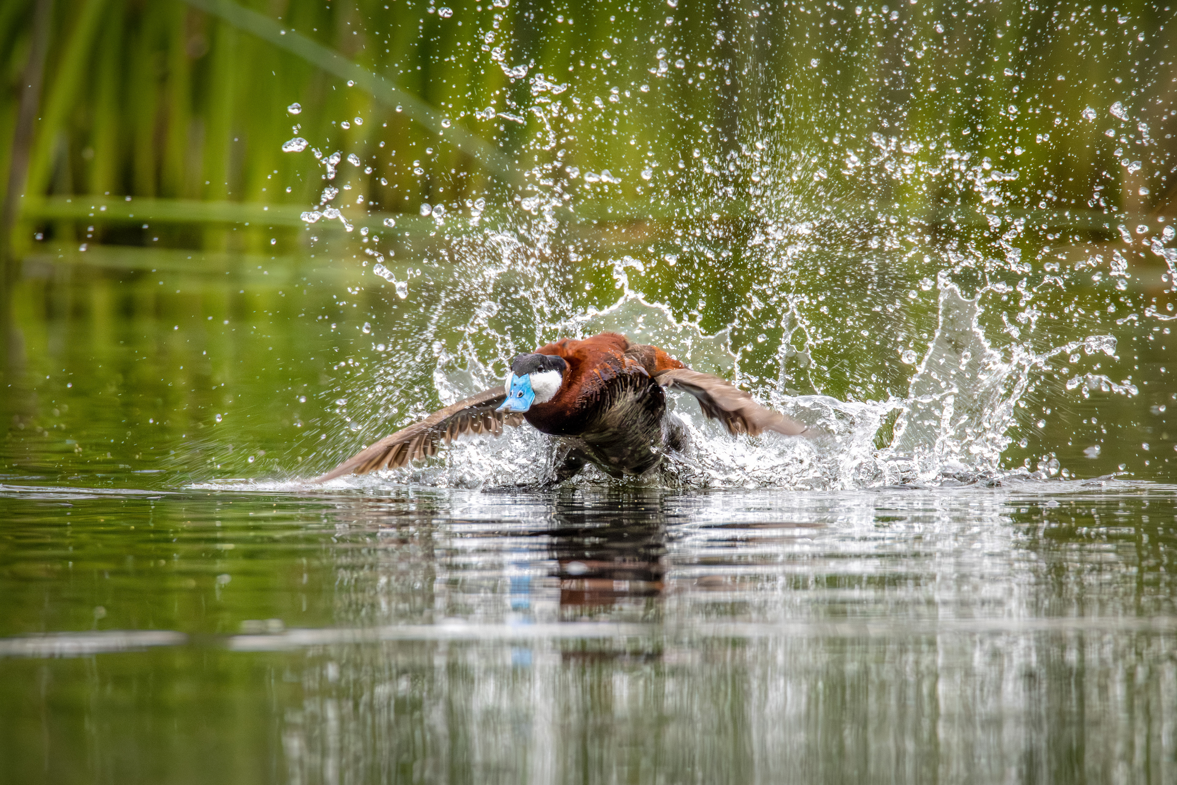 Ruddy Duck, Ballona Wetland, CA