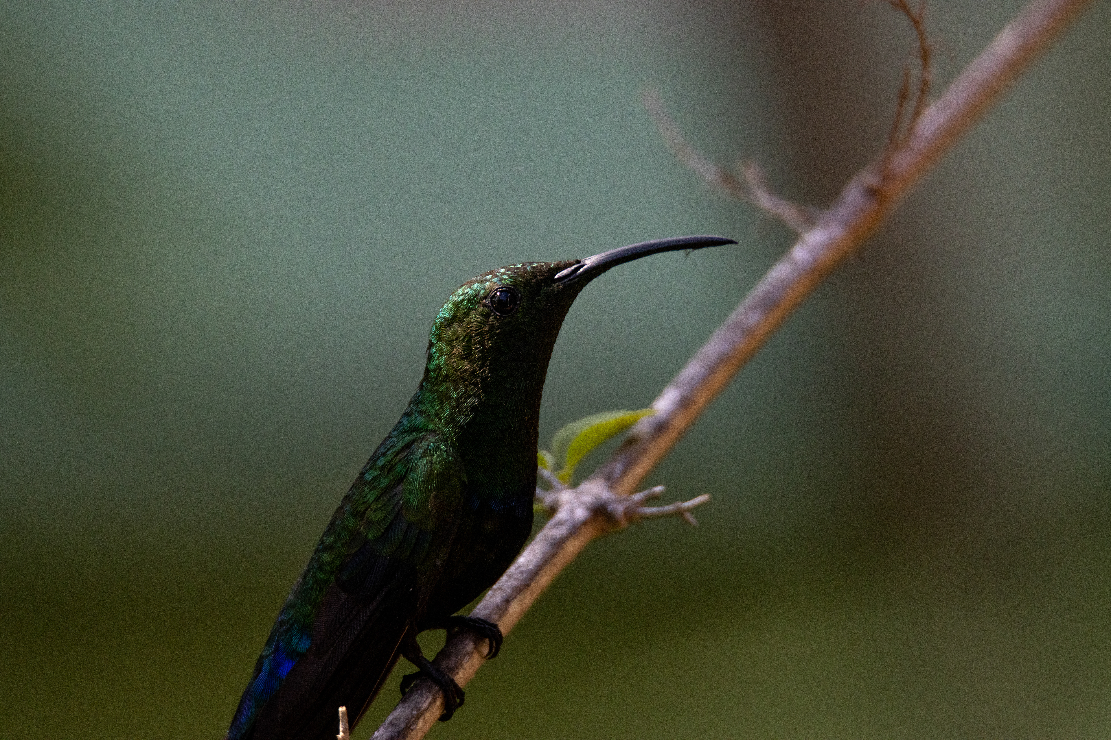 Green-throated Carib, St. Thomas Island, USVI