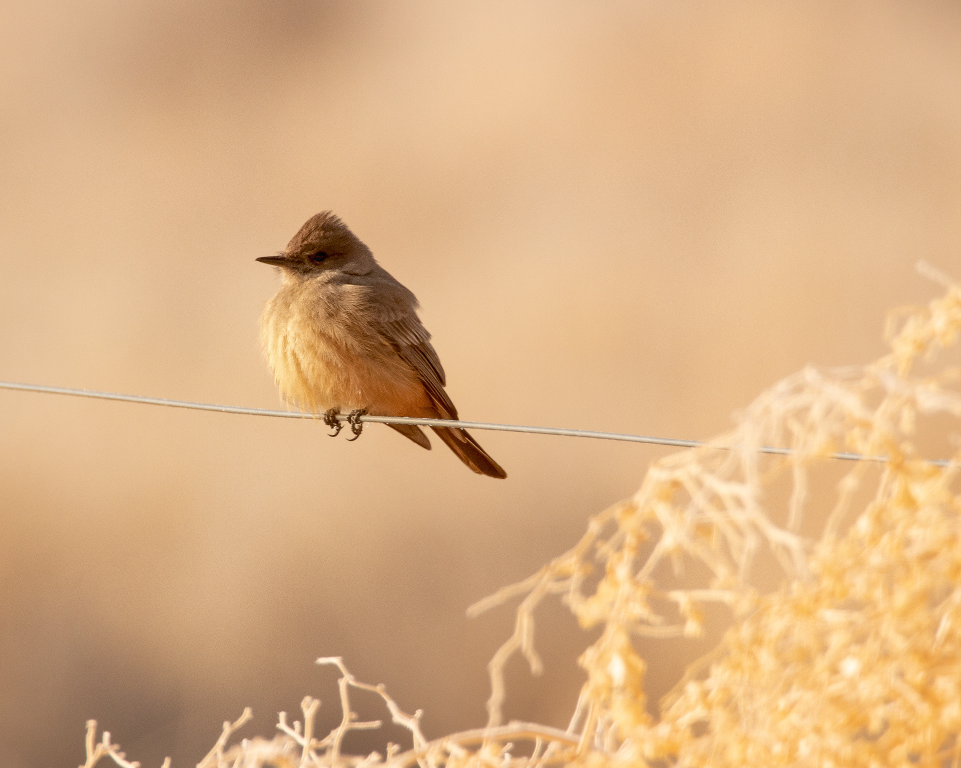 Say's Phoebe