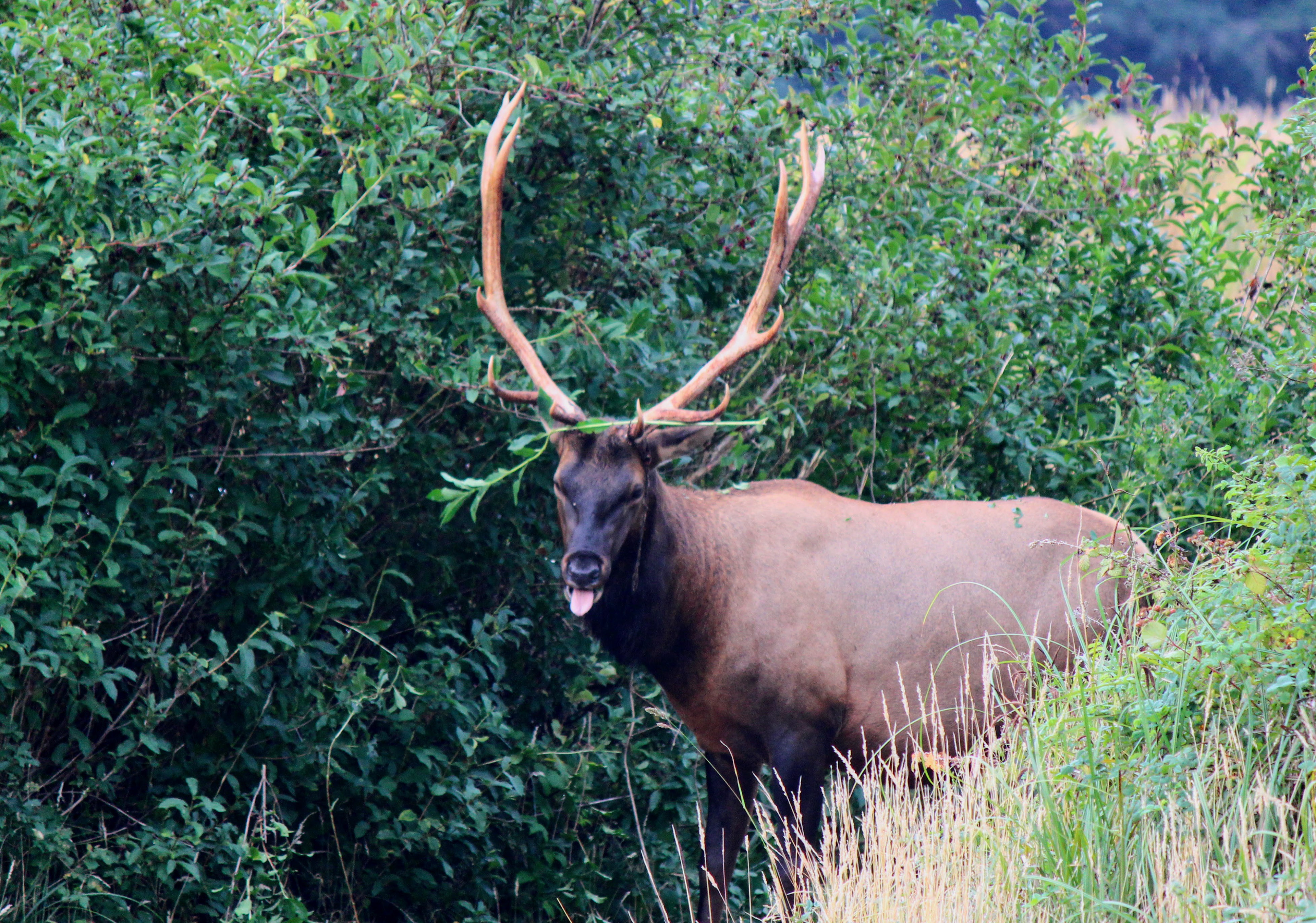 Roosevelt Elk- Redwood National Park, CA