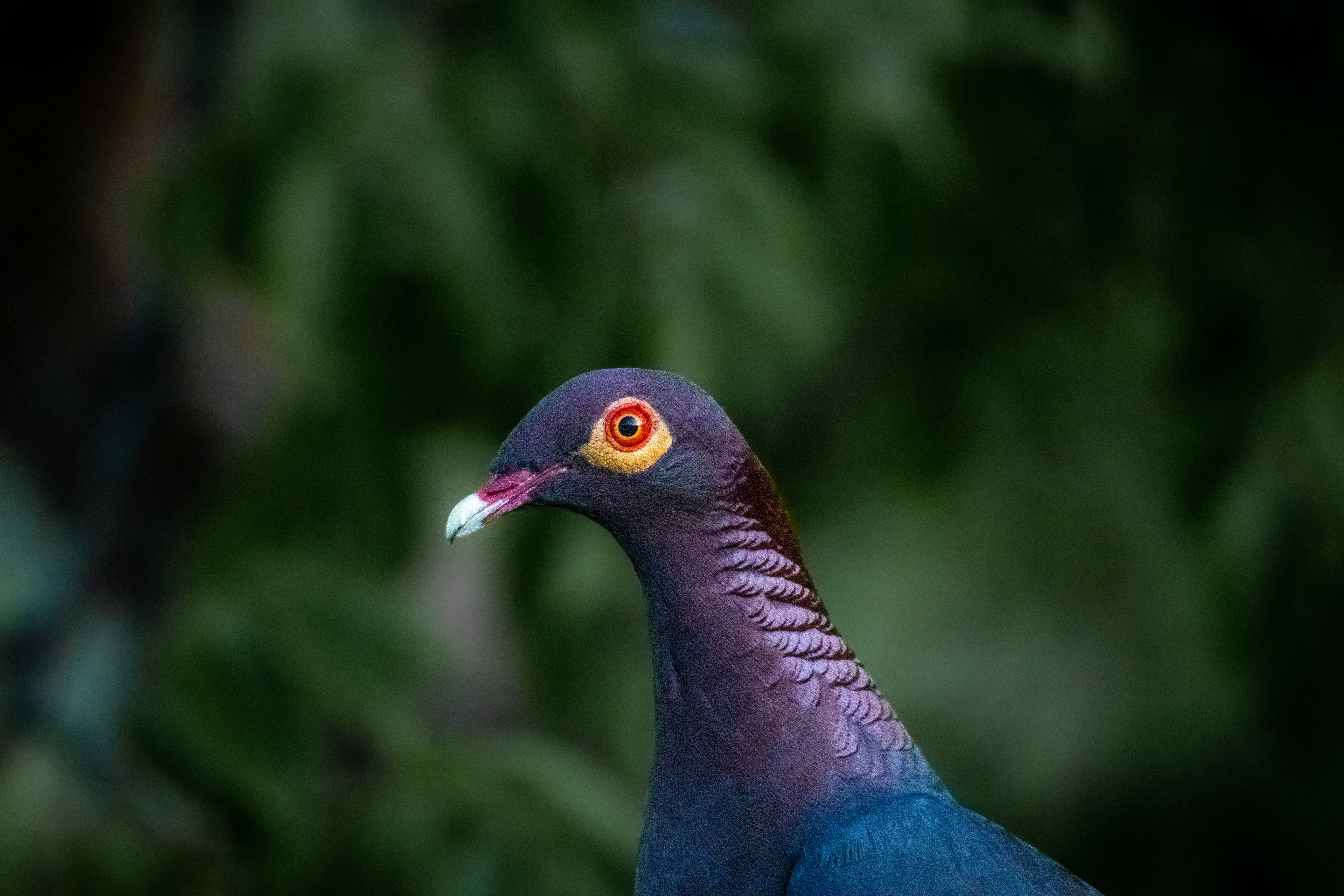 Scaly-Naped Pigeon, St. John Island, USVI
