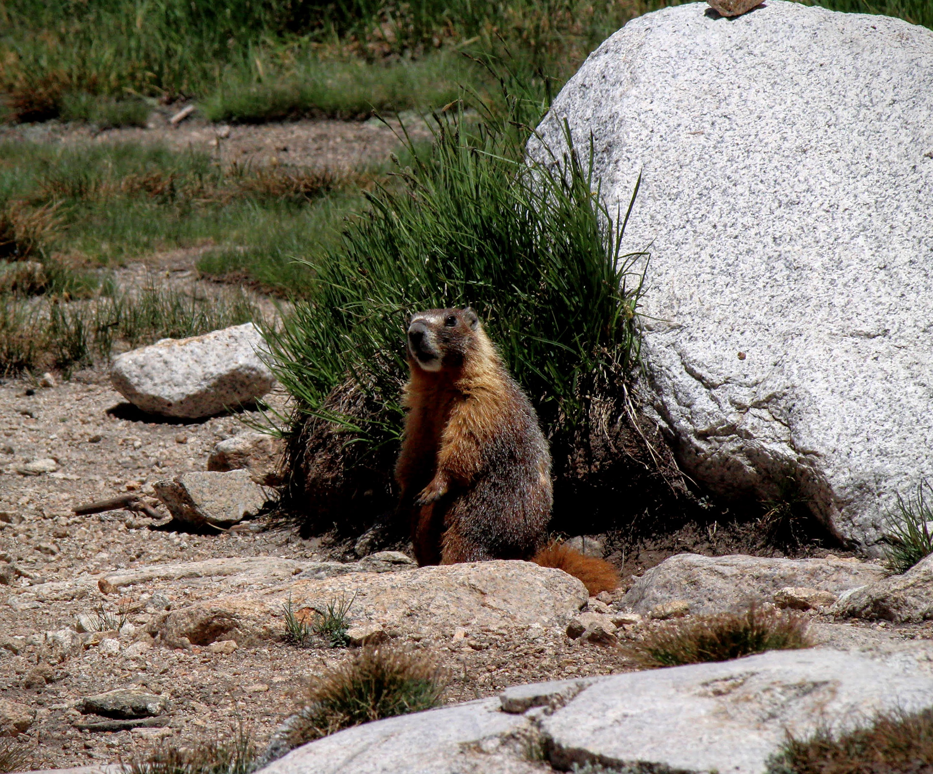 Yellow-Bellied Marmot- High Sierras, CA