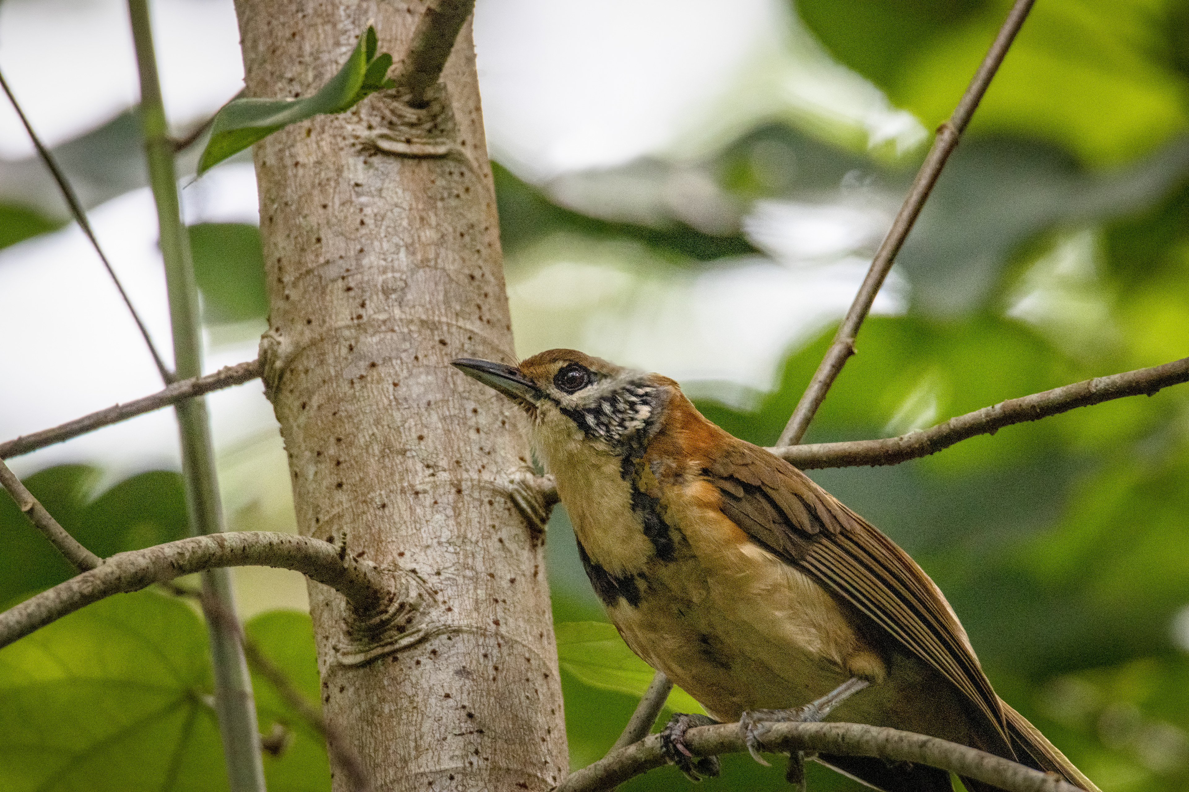 Greater Necklaced Laughingthrush, Wailua River Valley