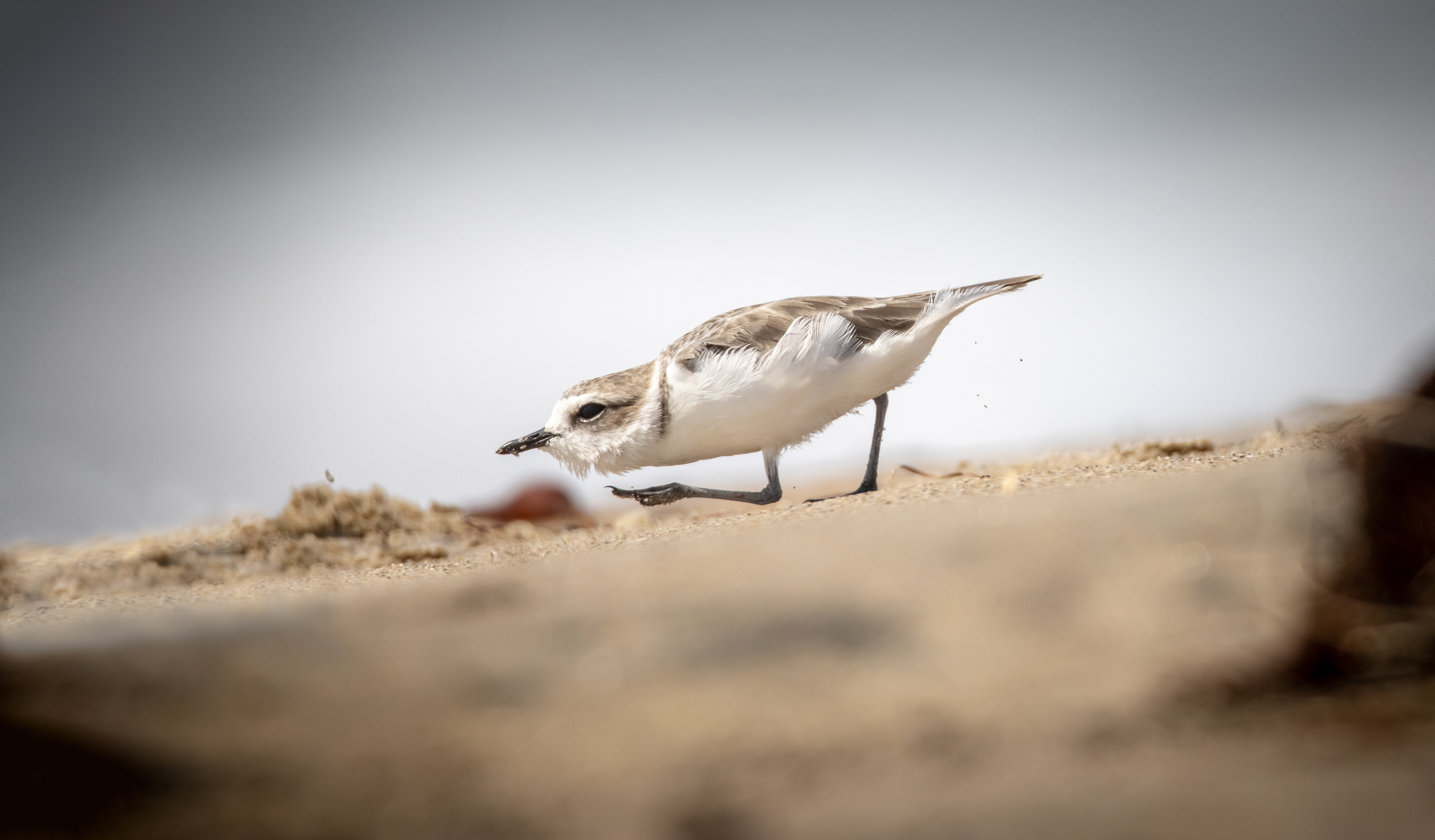 Snowy Plover, LA, CA