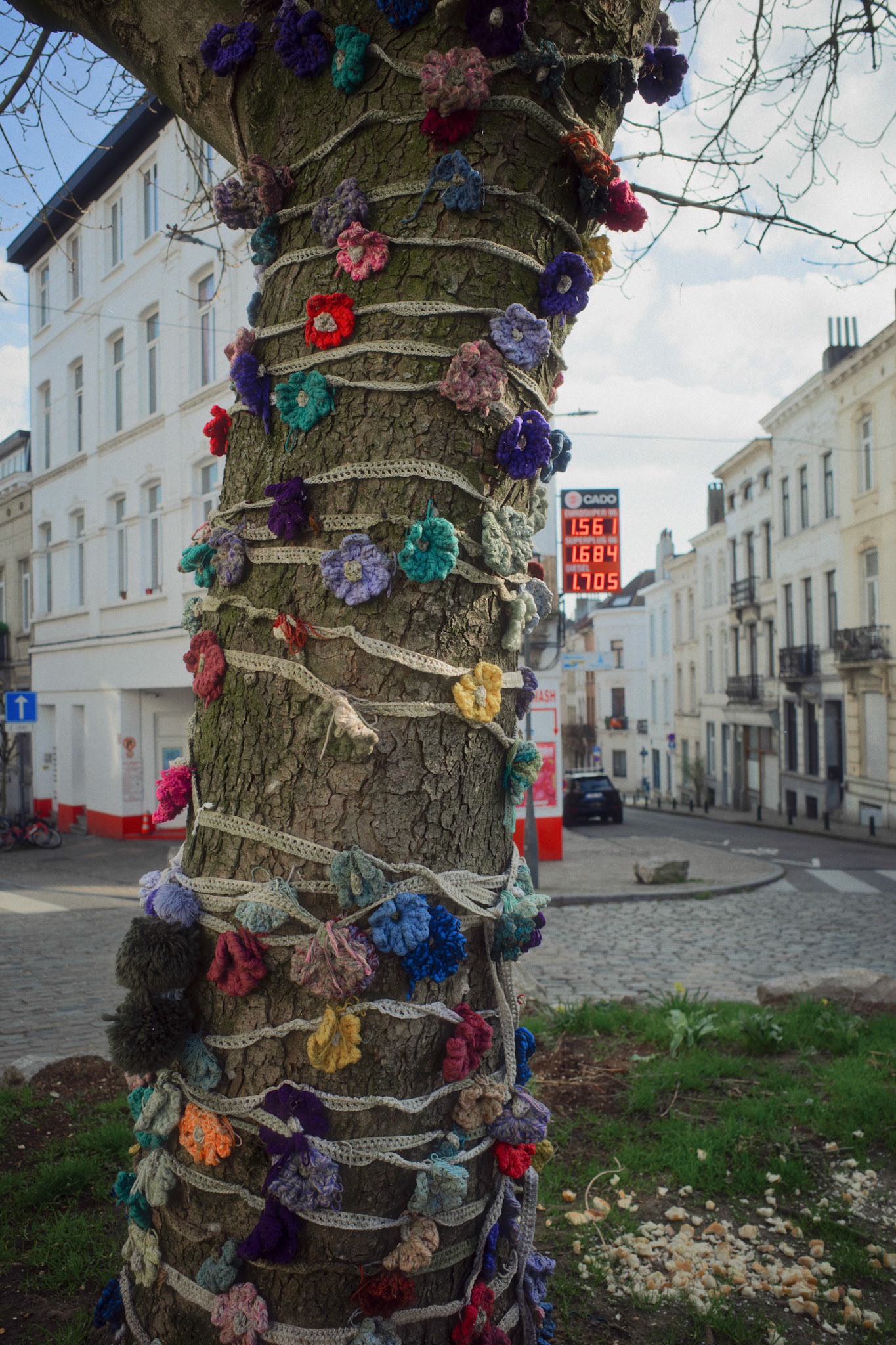 Tree / Place Henri Conscience, Bruxelles