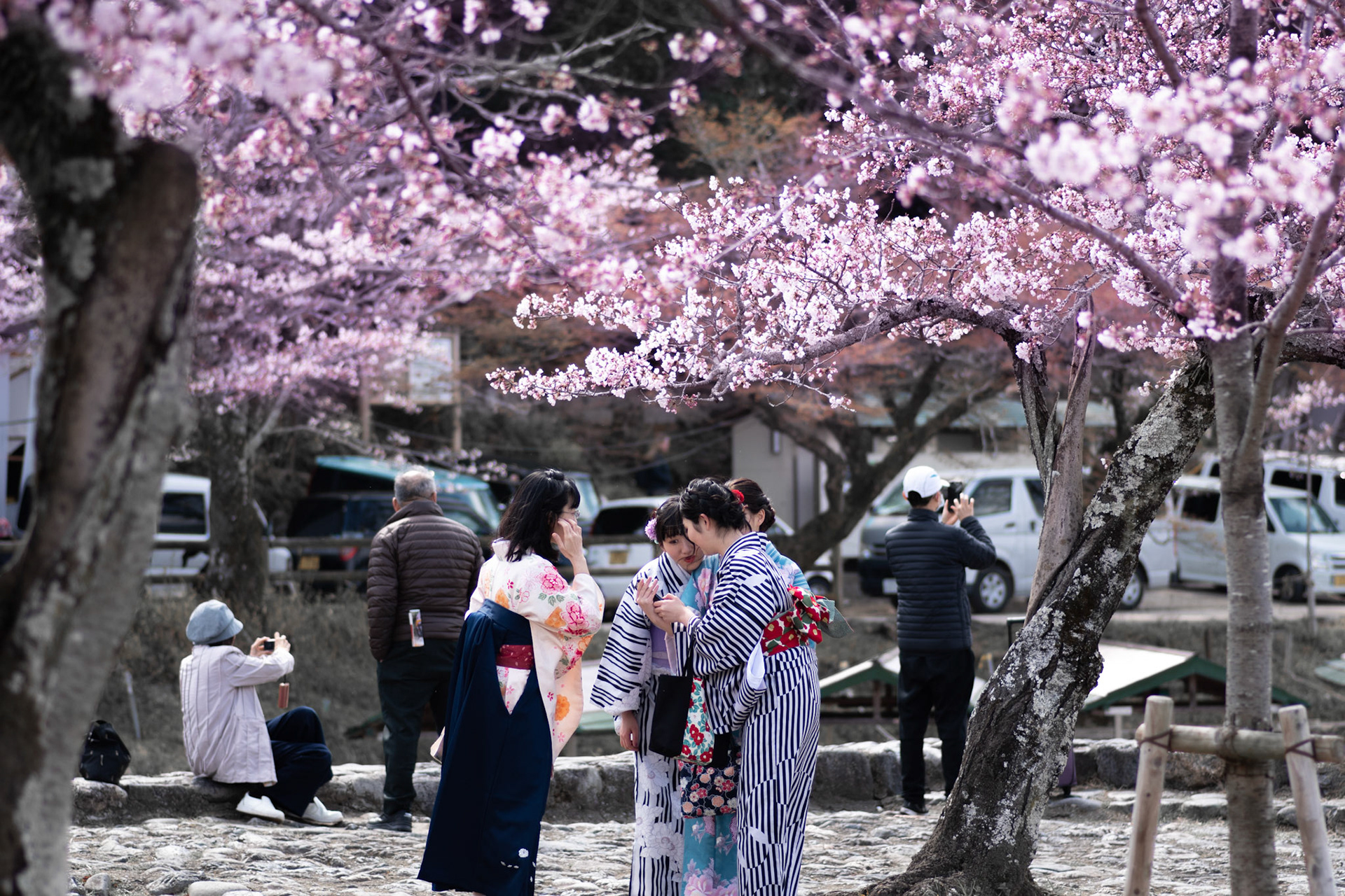 Calles bajo cerezos - Kyoto, Japón