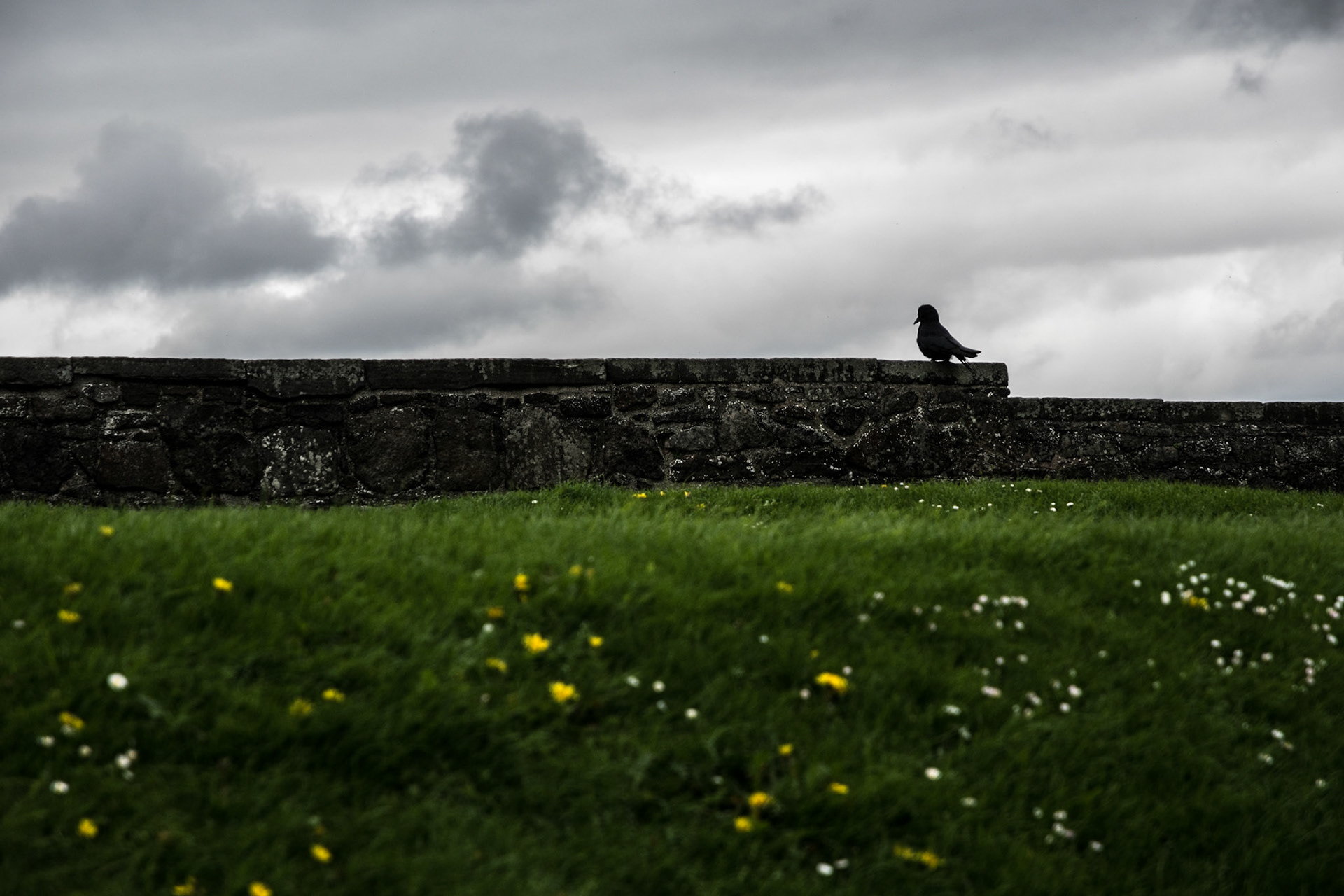 Cuervo en Castillo de Stirling, Escocia