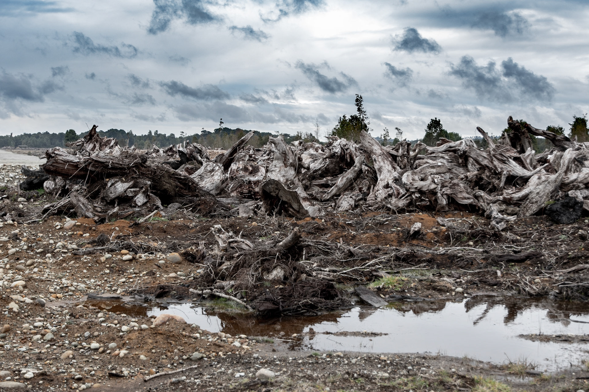 Muerte arborea en Puerto Varas, Chile